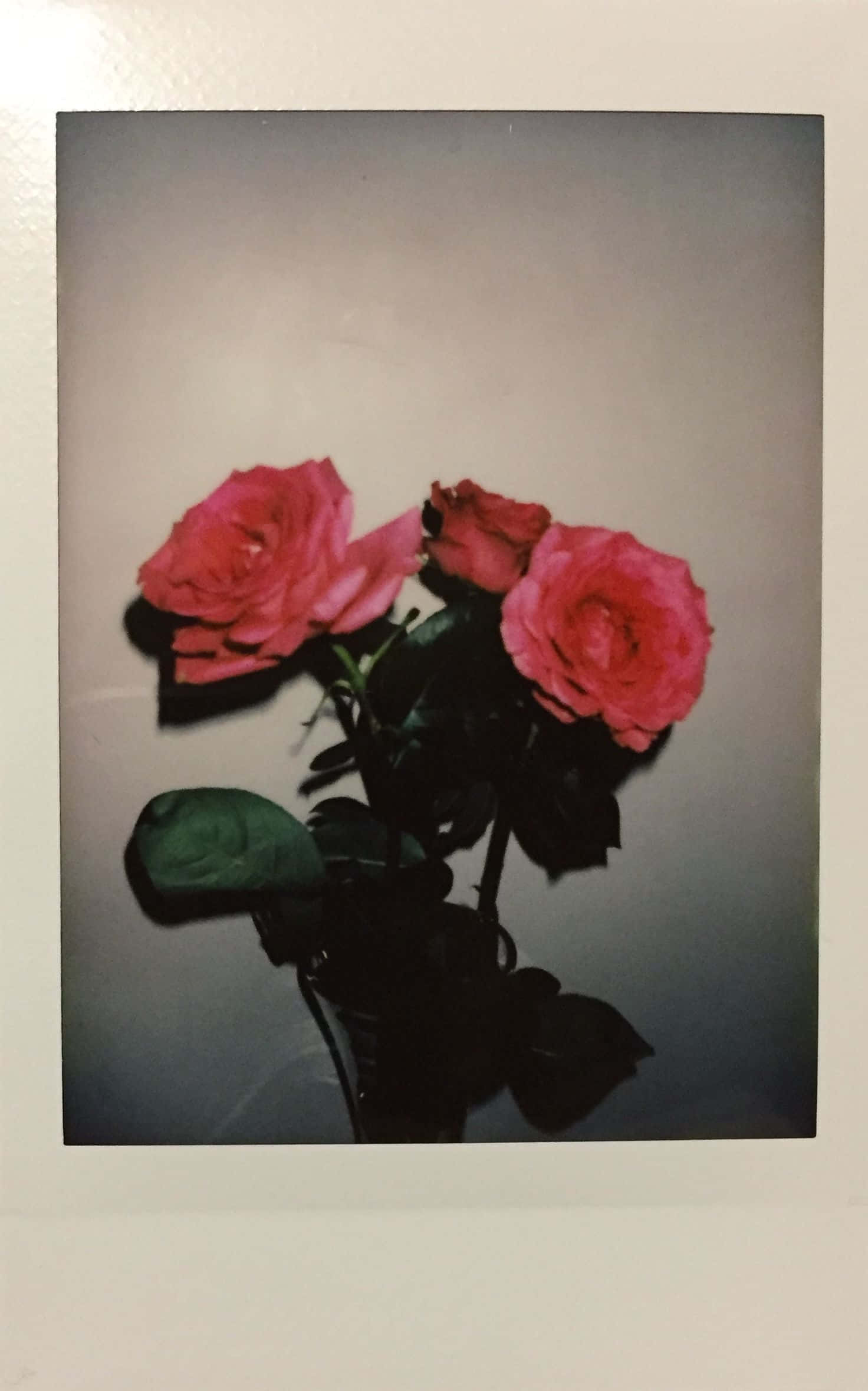Aesthetic Polaroid 桌布 壁紙 — 三朵鮮豔的粉紅玫瑰配深綠色葉子，在柔和的灰色背景上投射出戲劇性的陰影，呈現拍立得風格的照片。