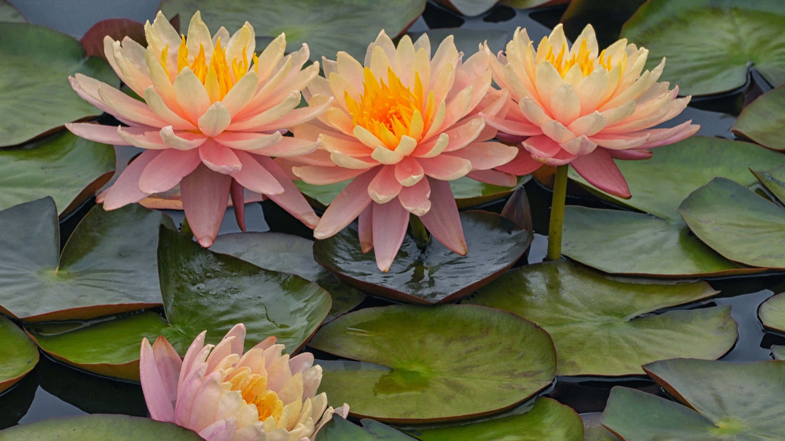lily 桌布 壁紙 — 三朵鮮豔的粉紅色睡蓮，帶有金色花心，在平靜的深色水面上，於大片綠色睡蓮葉之間優雅綻放。