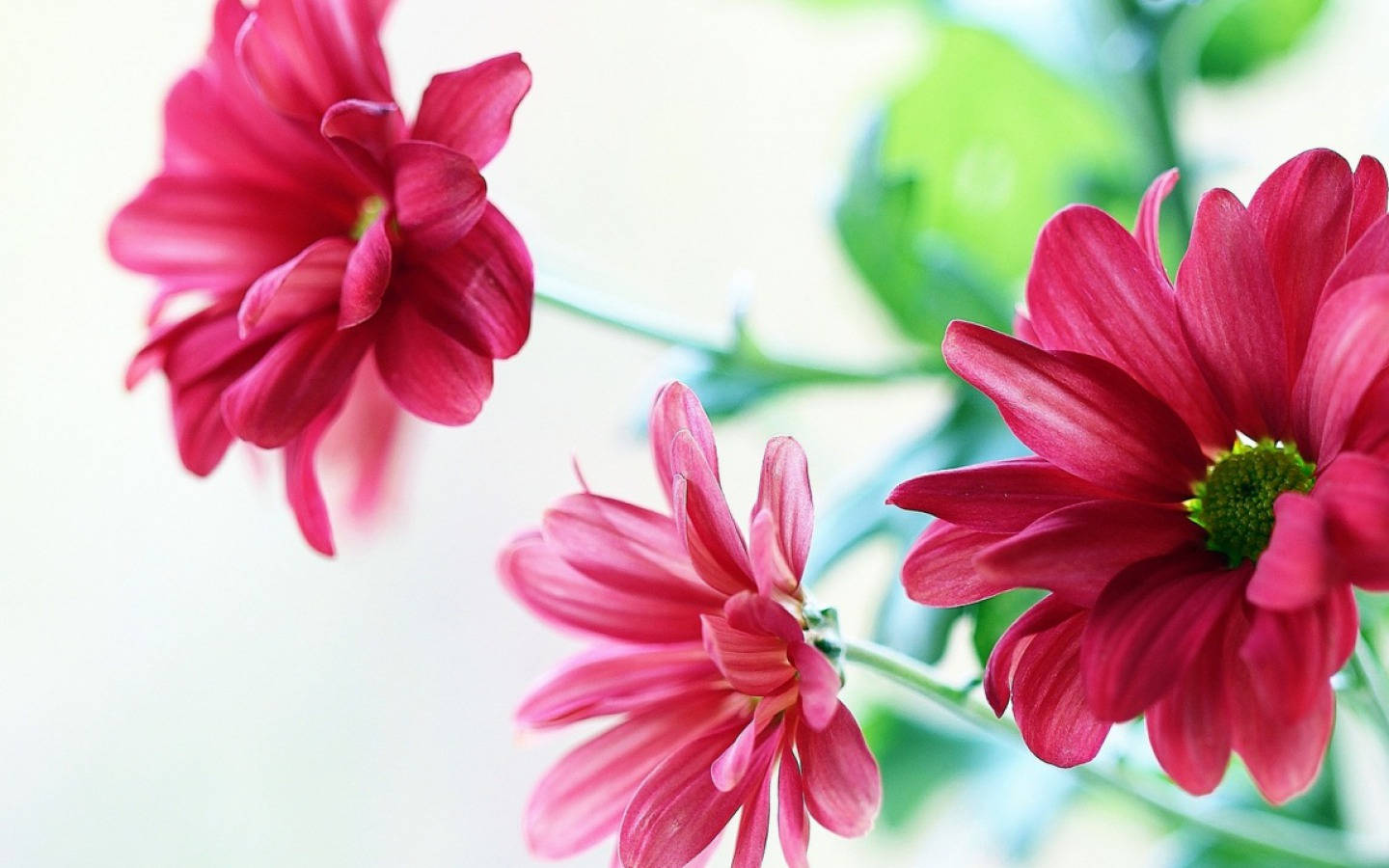 Daisy 桌布 壁紙 — 三朵鮮豔的粉紅色雛菊在模糊的綠色和白色背景上柔和地綻放。