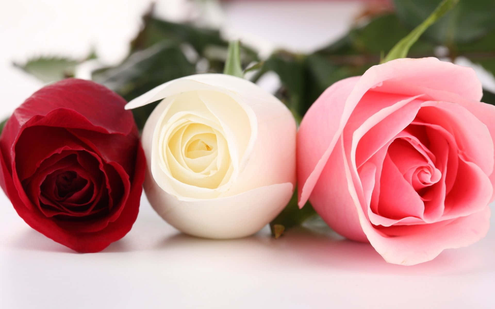 Best Roses 桌布 壁紙 — 三朵鮮豔的紅、白、粉紅玫瑰在潔白背景上柔和綻放，襯以翠綠葉片。