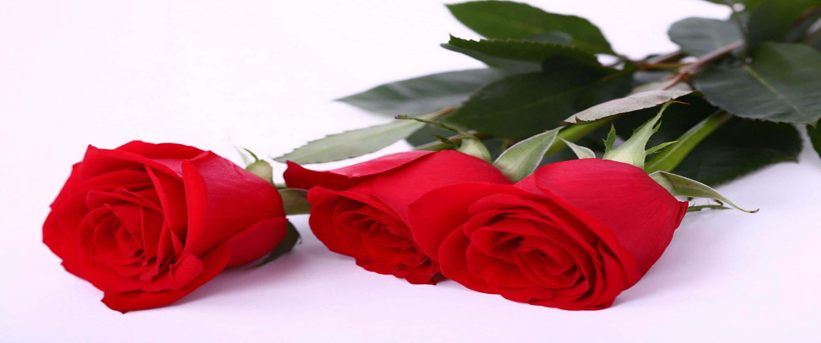 3440x1440p Roses 桌布 壁紙 — 三朵鮮豔的紅玫瑰，搭配茂盛的綠葉，優雅地擺放在純淨的白色表面上。