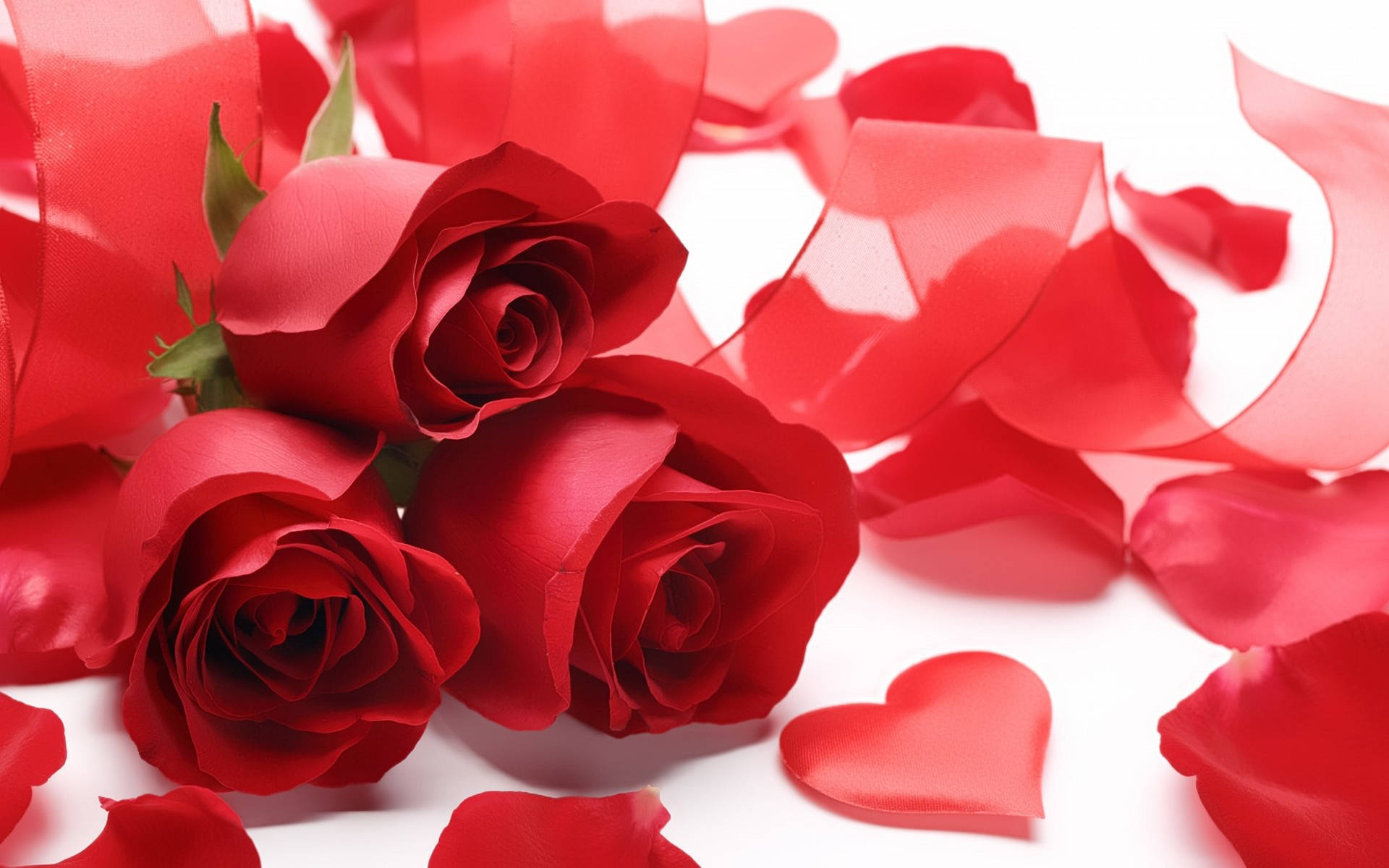 Romantic Rose 桌布 壁紙 — 三朵鮮豔的紅玫瑰和散落的花瓣，配上心形絲帶，在純白背景上。