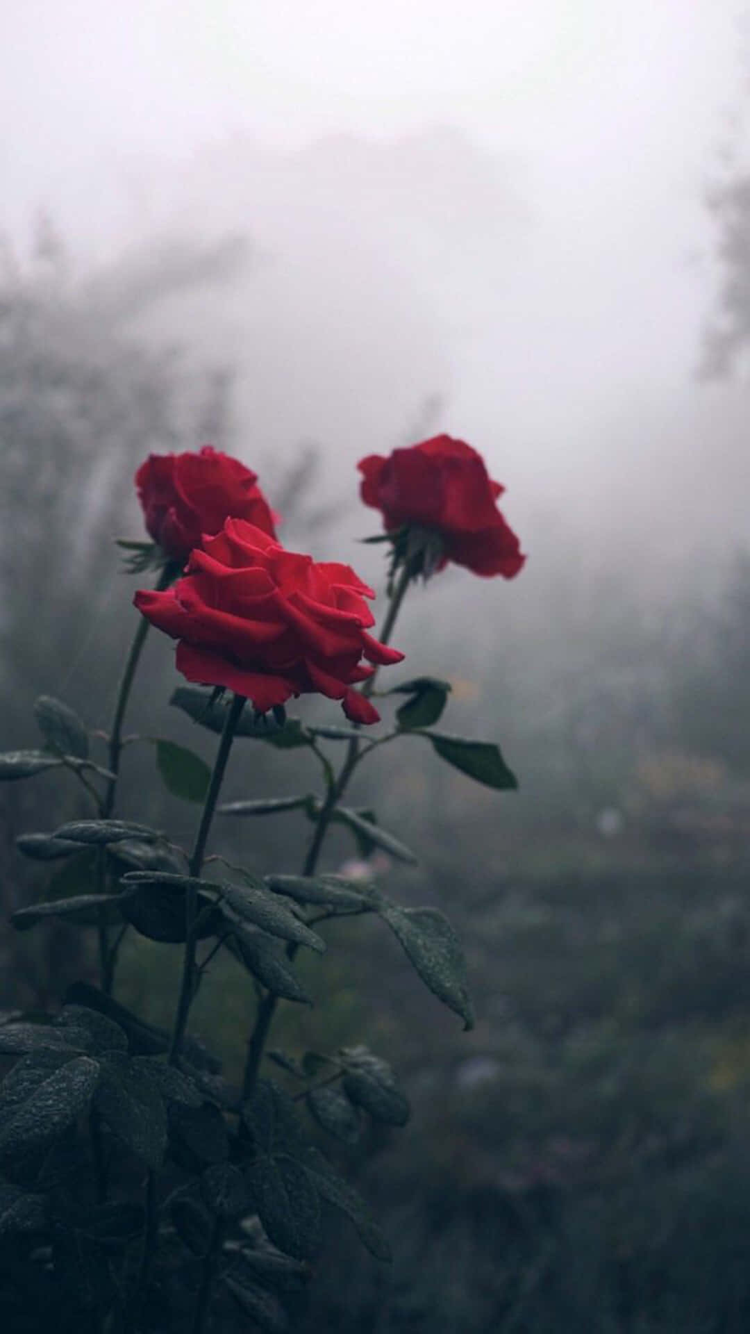Aesthetic Rose 桌布 壁紙 — 三朵鮮豔的紅玫瑰在濃霧瀰漫、葉片帶露的森林中頑強綻放。