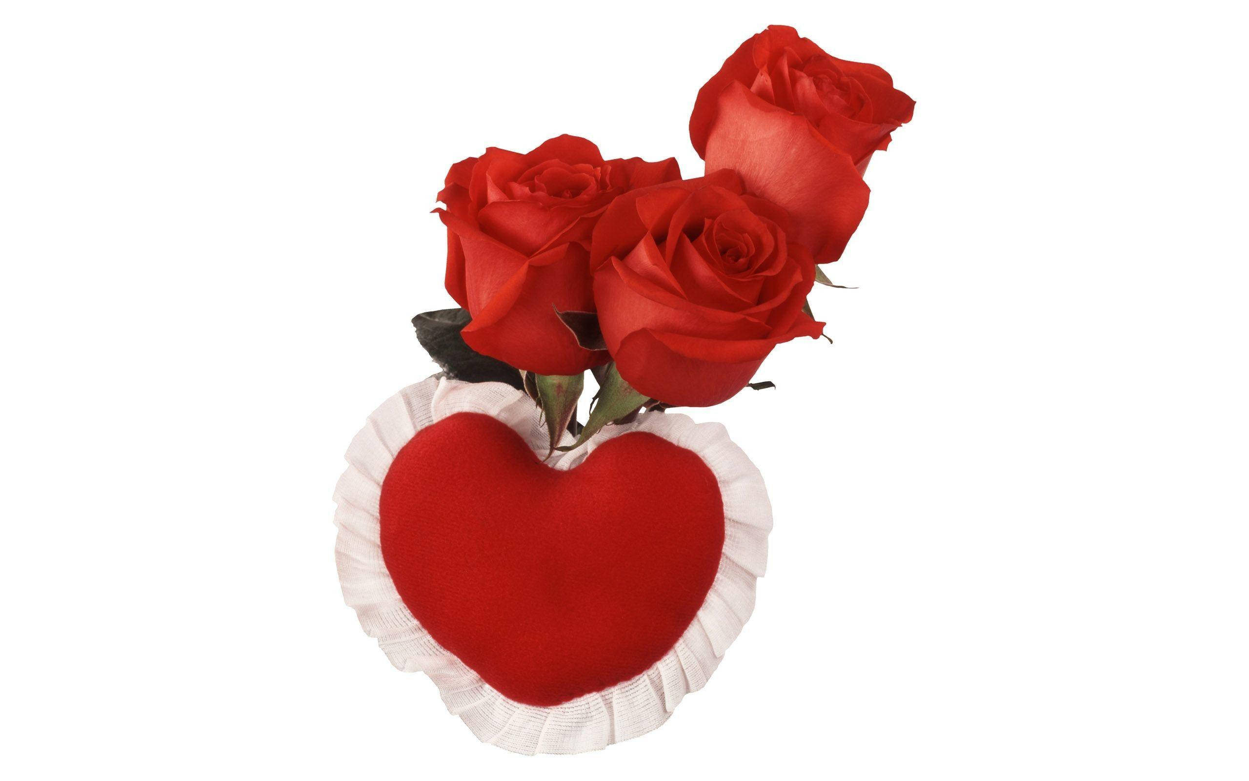 Roses 桌布 壁紙 — 三朵鮮豔的紅玫瑰盛開在一個帶有白色荷葉邊裝飾的柔軟紅色心形靠墊上，背景是純白色。