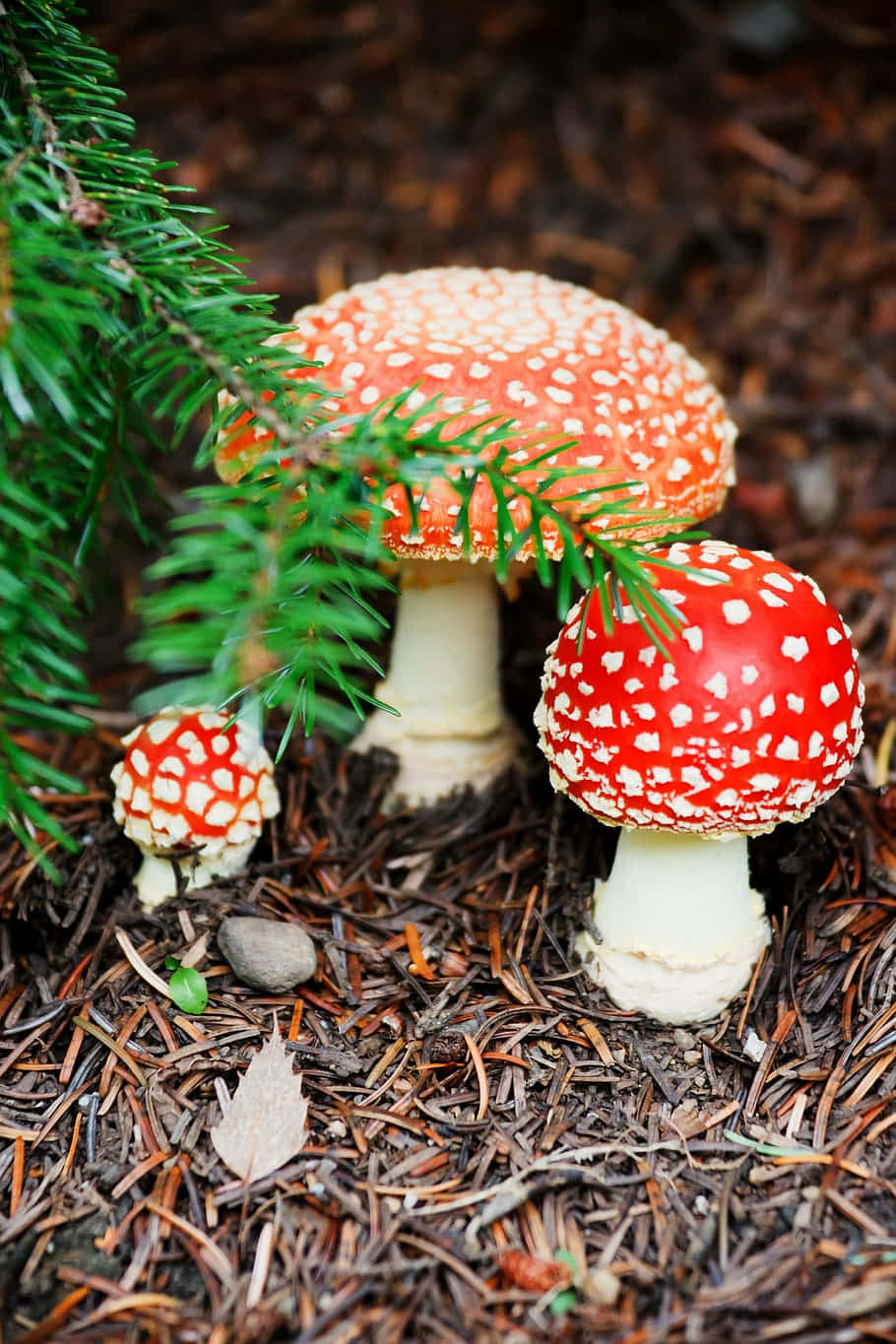 Mushroom 桌布 壁紙 — 三朵鮮豔的紅白斑點蘑菇從松針和森林地面碎屑中探出頭來。