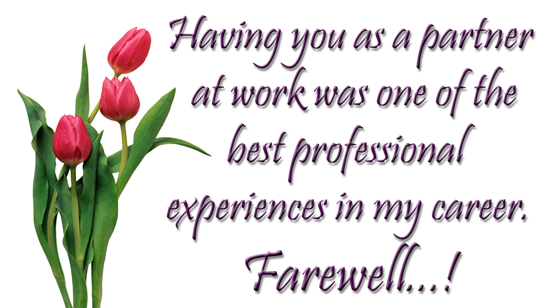 Farewell 桌布 壁紙 — 三朵鮮豔的紅色鬱金香搭配綠色葉子，伴隨著優雅的紫色草書文字，在潔白的背景上表達感謝和告別。