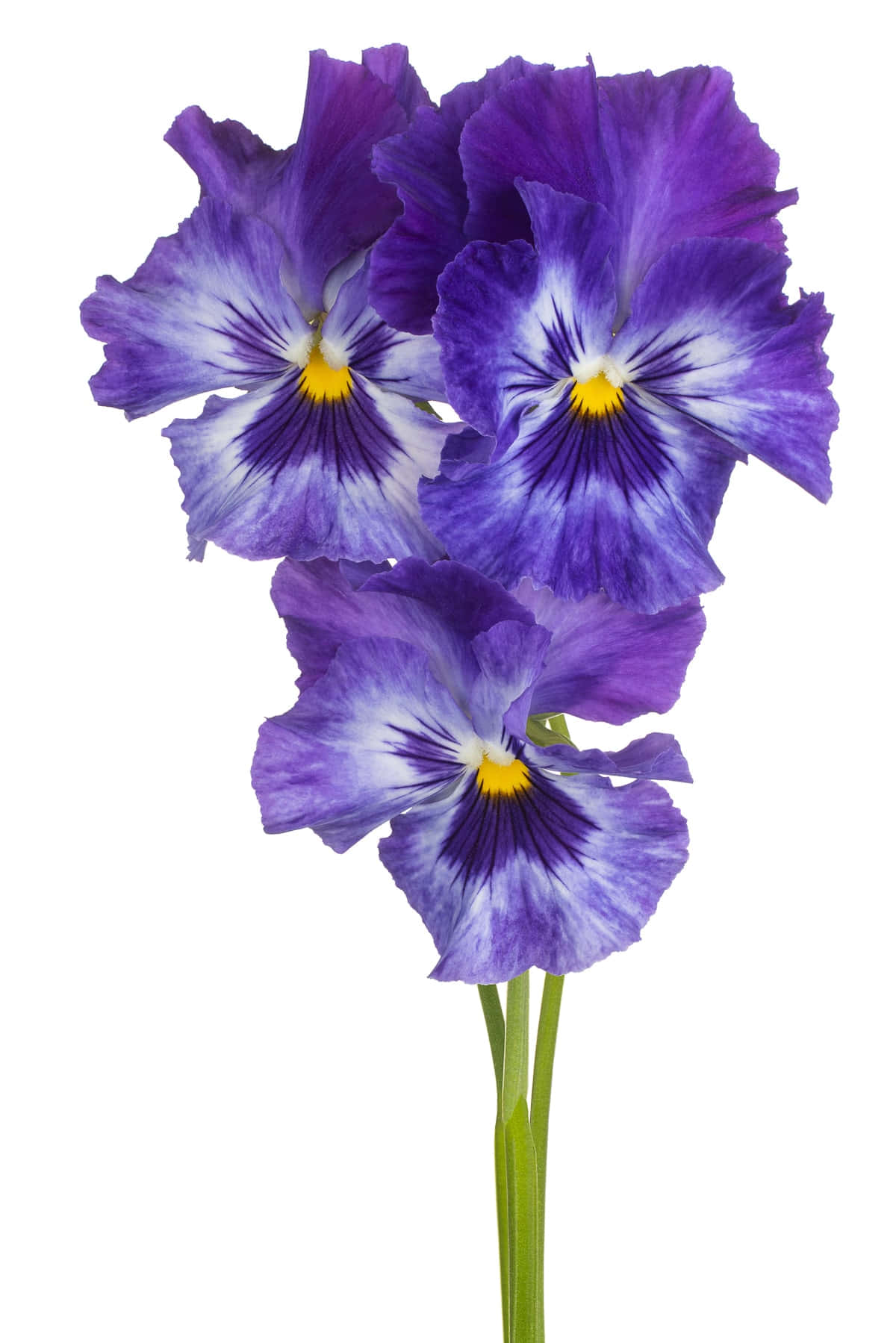 Best Flowers 桌布 壁紙 — 三朵鮮豔的紫色三色堇，黃色花心，在純白背景上優雅綻放。