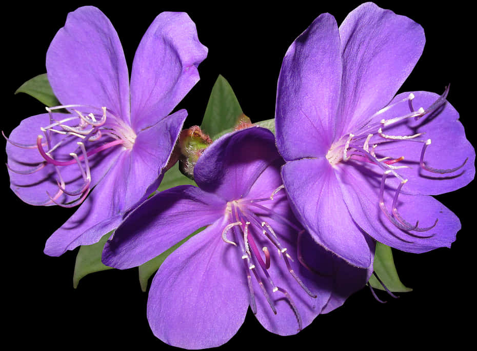 Purple Flowers 桌布 壁紙 — 三朵鮮豔的紫色花朵，帶有精緻的雄蕊，在純黑色背景下綻放。
