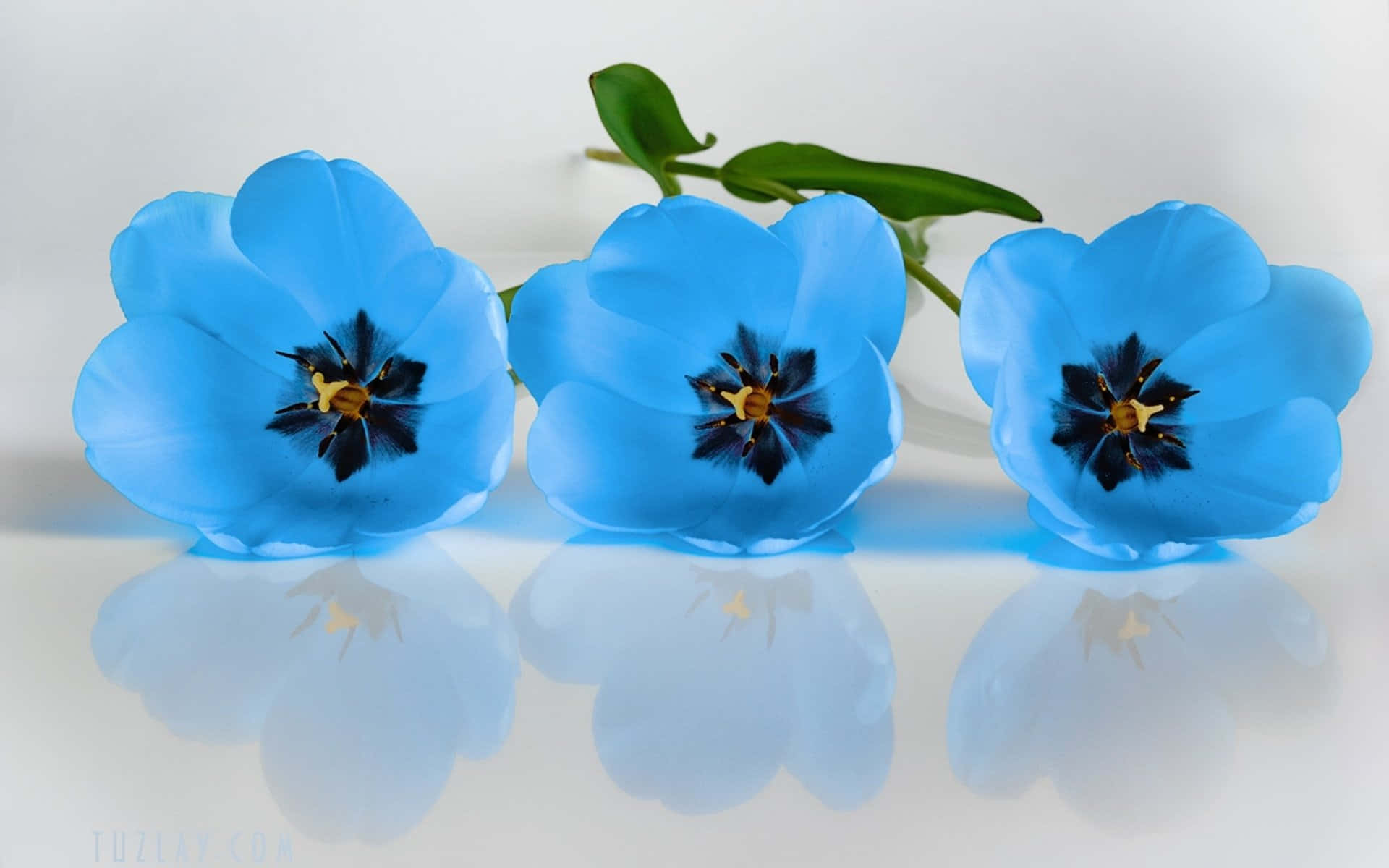 Beautiful Blue 桌布 壁紙 — 三朵鮮豔的藍色鬱金香，帶有深色花心，放置在光滑的白色表面上，投射出柔和的倒影。