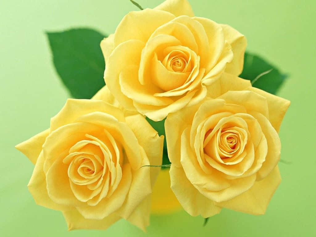 Cute Yellow Desktop 桌布 壁紙 — 三朵鮮豔的黃玫瑰在柔和的綠色背景中盛開，伴隨著茂盛的綠葉。