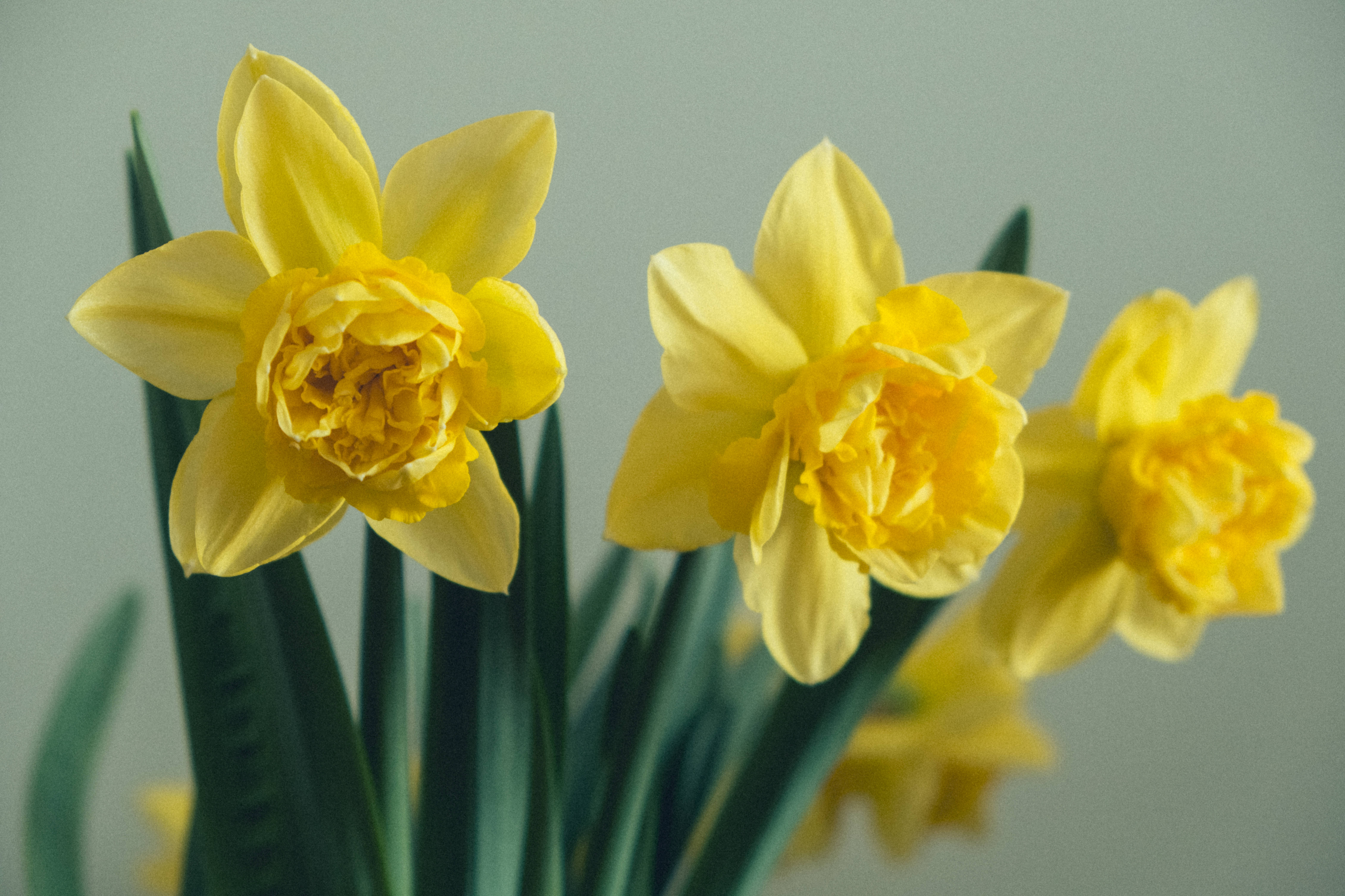 Daffodil 桌布 壁紙 — 三朵鮮黃色的水仙花，帶有皺褶花瓣和綠色莖，在柔和的灰色背景上輕輕綻放。
