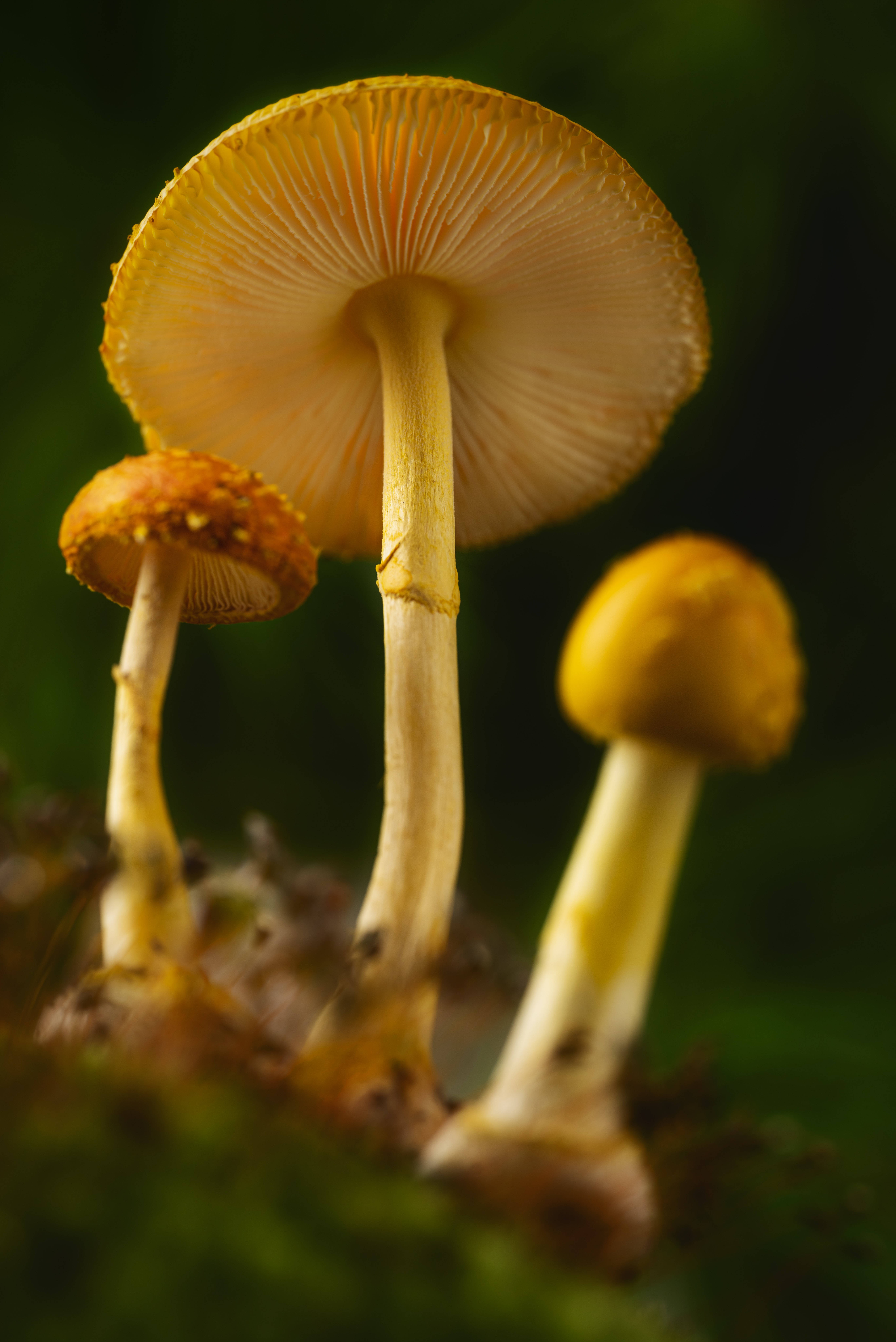 Mushroom Aesthetic 桌布 壁紙 — 三朵鮮黃色蘑菇，帶有詳細的菌褶和斑點菌蓋，從長滿苔蘚的地面中冒出，背景是柔焦的森林地面。