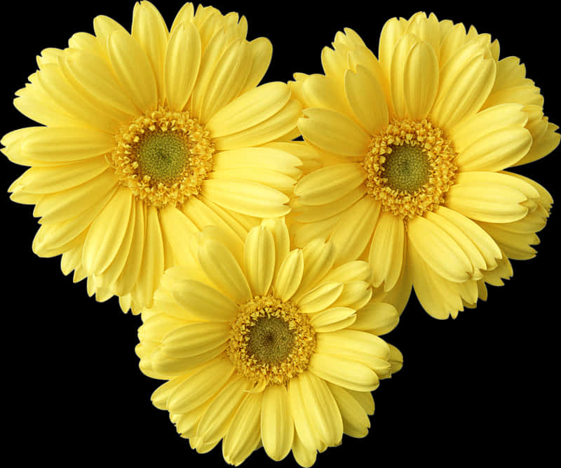 Daisy Flower 桌布 壁紙 — 三朵鮮黃色雛菊，綠色花心，在純黑背景上排列成心形。