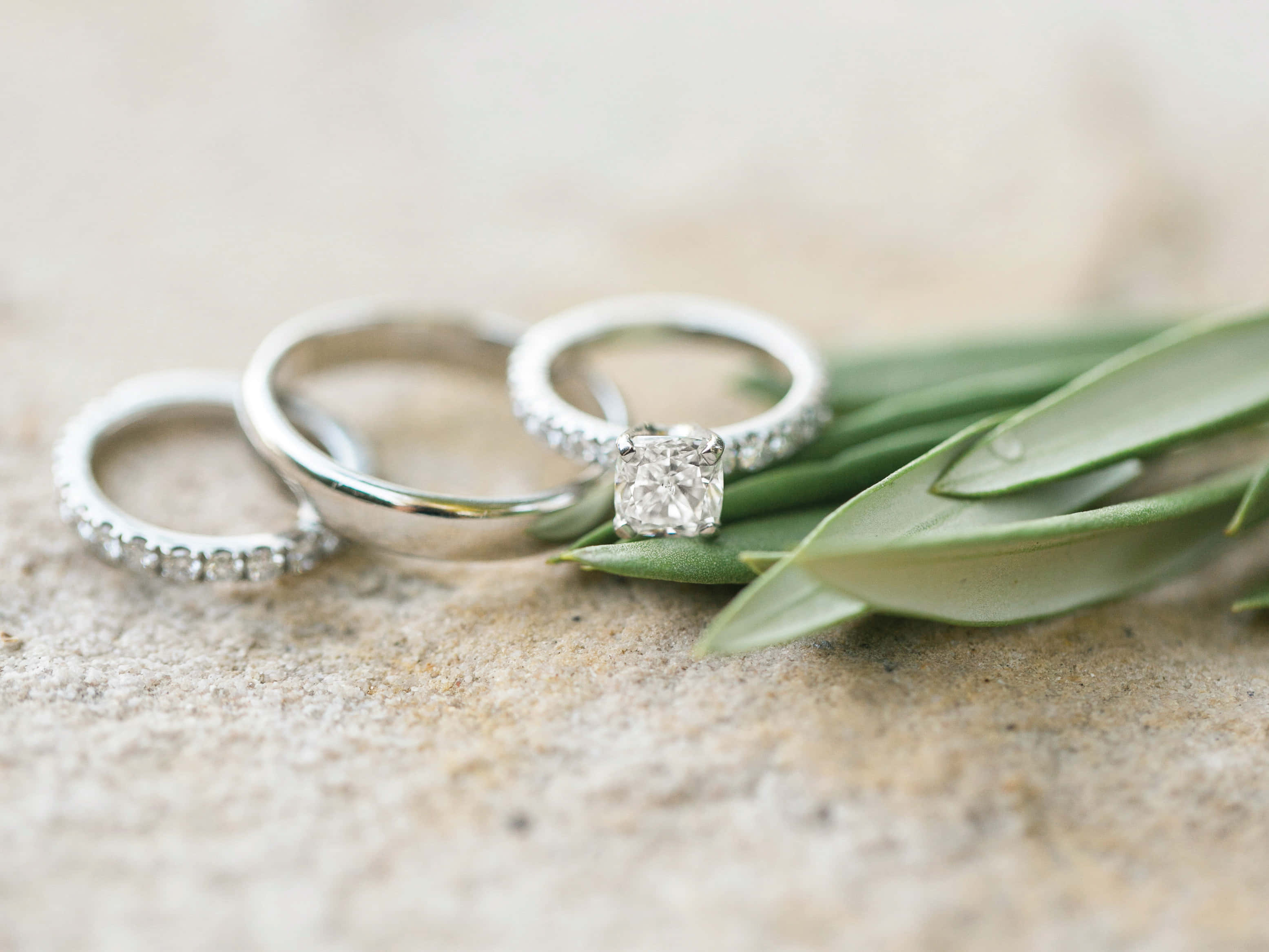 結婚戒指 桌布 壁紙 — 三枚銀色結婚戒指鑲有鑽石，旁邊放著新鮮的綠色橄欖葉，置於有紋理的石頭上。