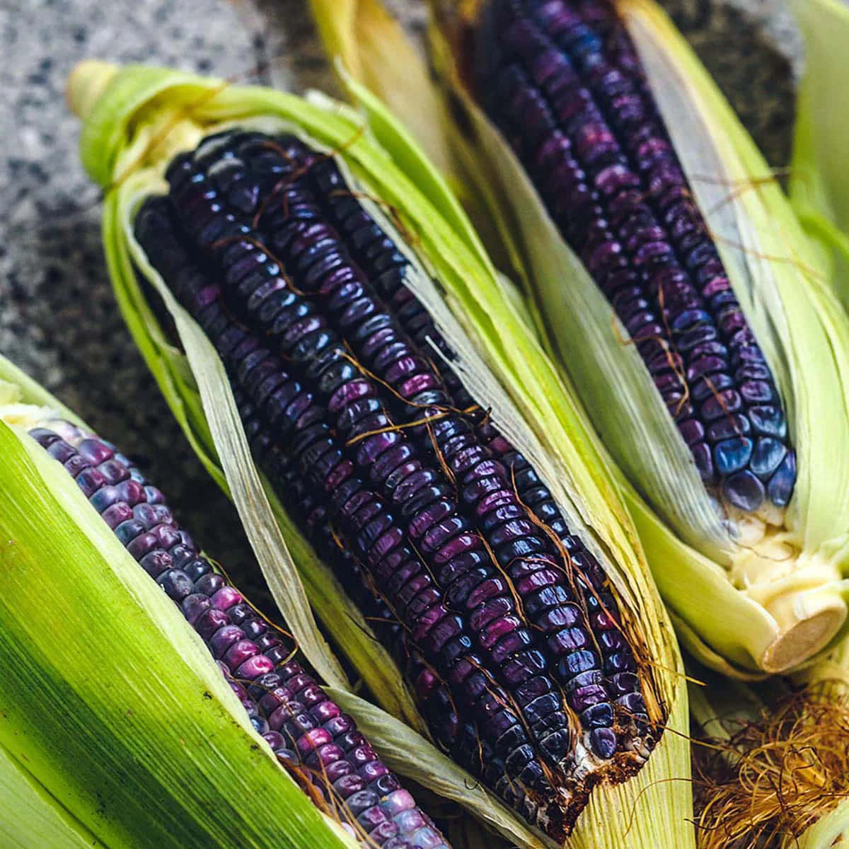 Purple Corn 桌布 壁紙 — 三根充滿活力的紫色玉米，帶有綠色外殼，特寫鏡頭，放在有紋理的石面上。