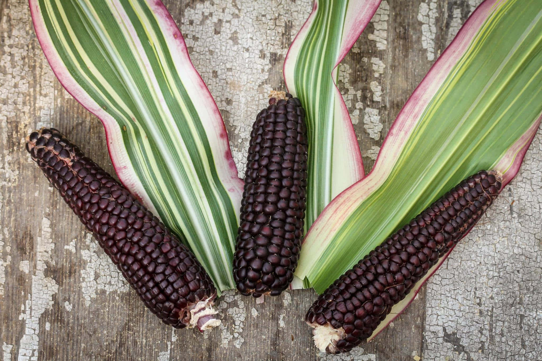 Purple Corn 桌布 壁紙 — 三根深紫色玉米棒放在鮮綠色和粉紅色條紋葉子上，置於風化的木板上。