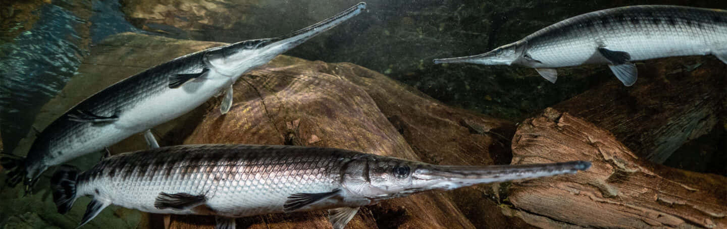 Gar 桌布 壁紙 — 三條光滑的雀鱔魚在長滿苔蘚的木頭上優雅地滑行，棲息於渾濁的淡水環境中。
