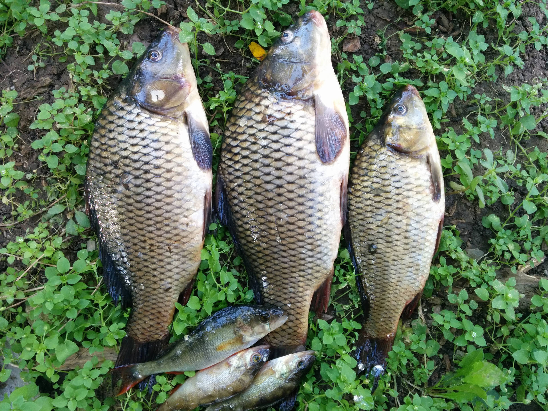 魚 桌布 壁紙 — 三條大鯉魚和兩條小魚在潮濕的泥土上休息，周圍是充滿活力的綠色三葉草。