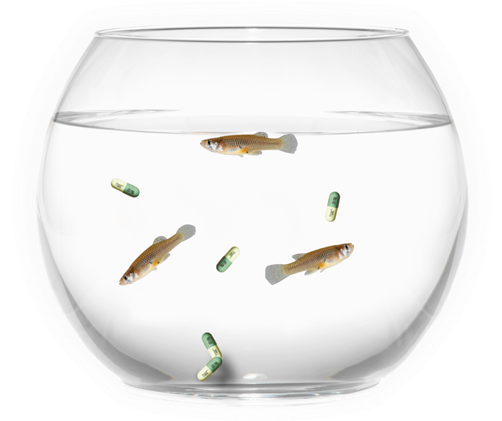 水族箱 桌布 壁紙 — 三條小魚在一個透明玻璃碗中游動，旁邊漂浮著綠色和白色的藥丸在純淨水中。
