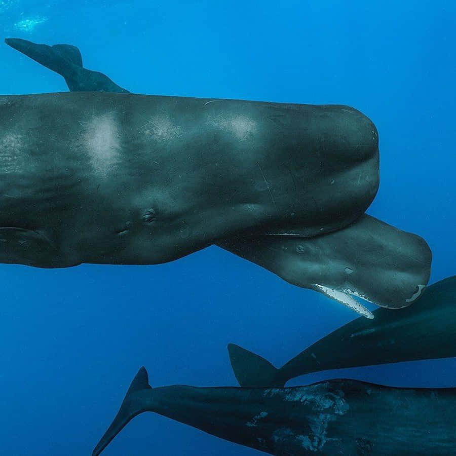 Sperm Whale 桌布 壁紙 — 三條巨大的鯨魚在深藍色的海洋水域中優雅地滑行，呈現寧靜的水下場景。