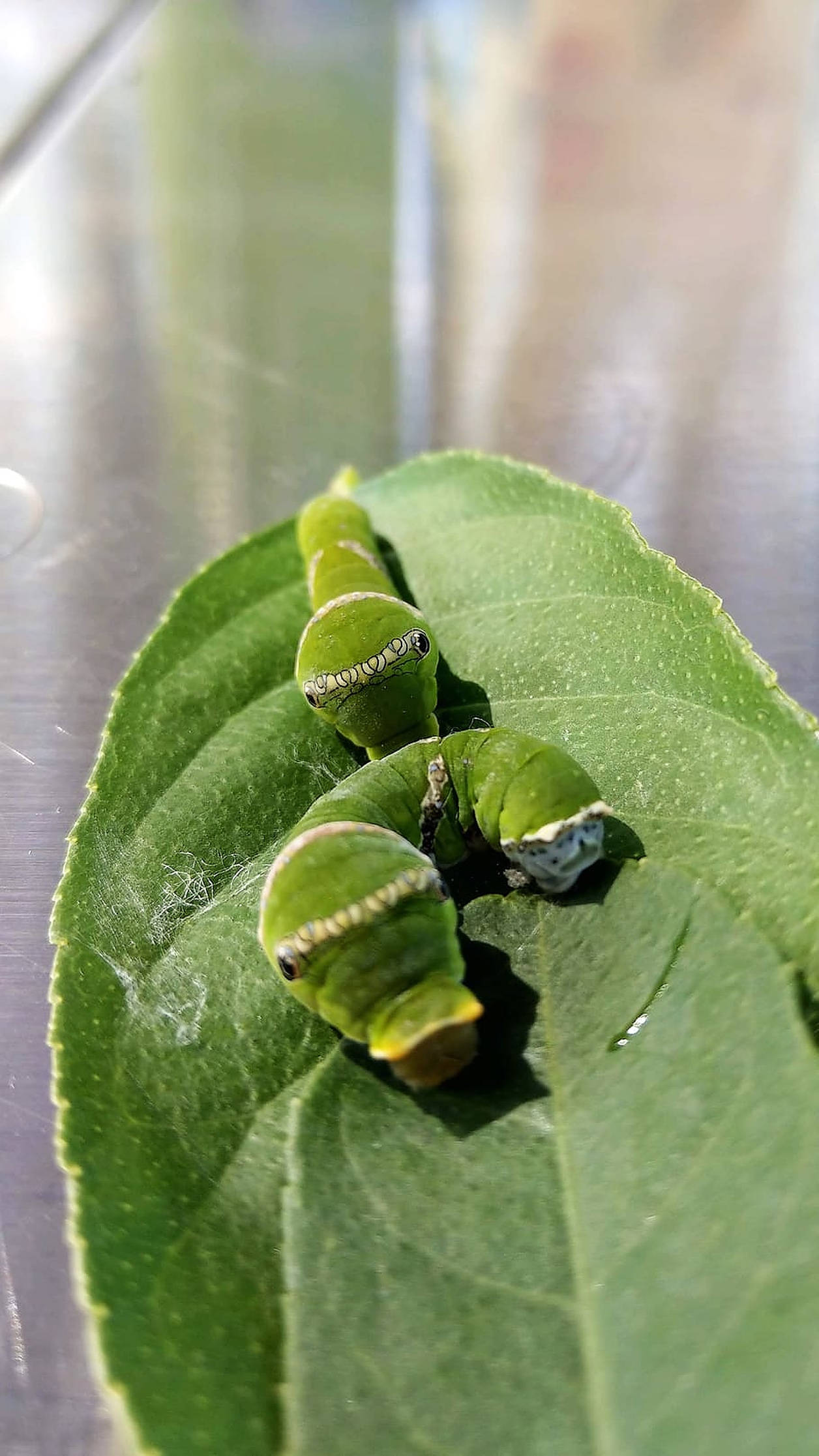 Caterpillar Insect 桌布 壁紙 — 三條帶有白色條紋的鮮綠色毛蟲在明亮光線下排成一列爬過一片有光澤的葉子。