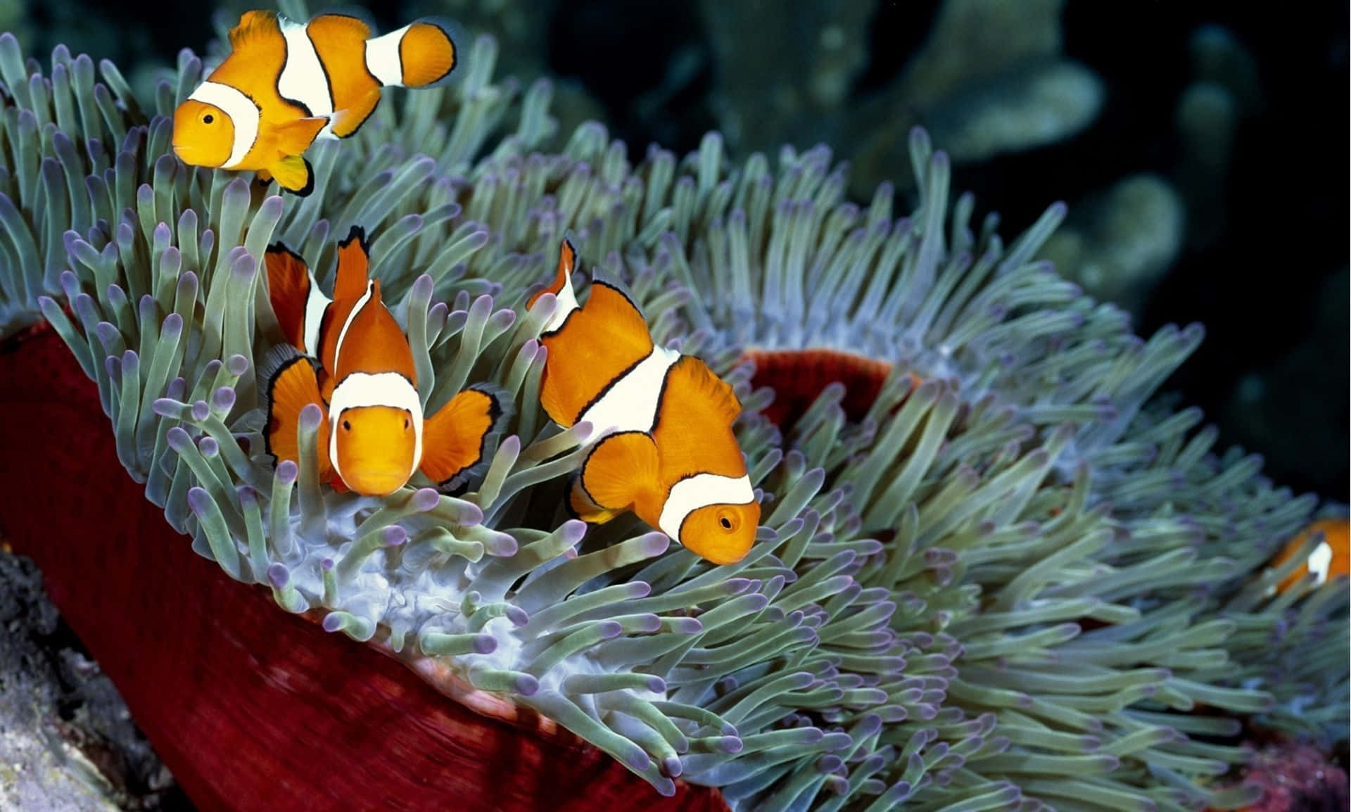Fish Desktop 桌布 壁紙 — 三條帶有白色條紋的鮮豔橙色小丑魚，在紫色尖端海葵流動的觸手間優雅地游動。