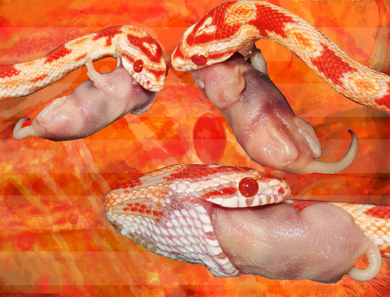 reptile 桌布 壁紙 — 三條帶有紅色和白色圖案的玉米蛇正在吃老鼠，背景是火熱的橙色抽象背景。