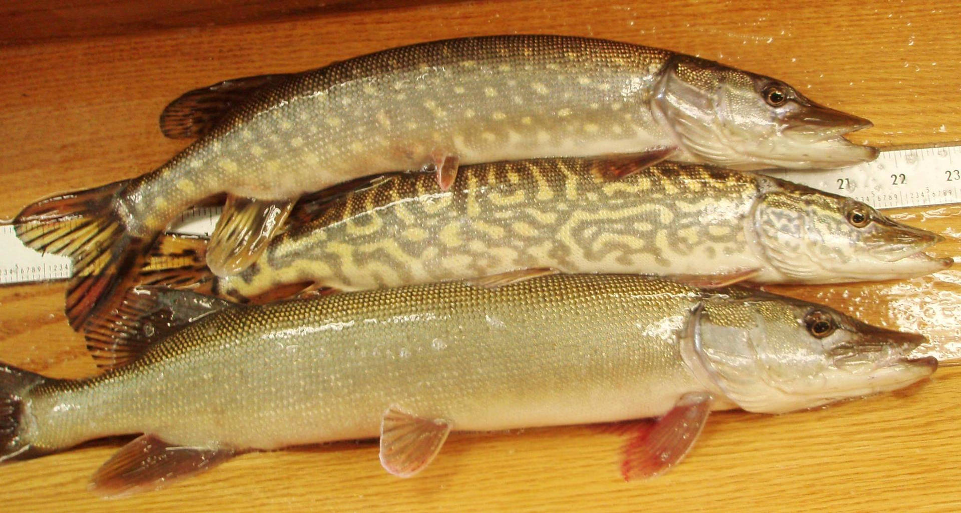 魚 桌布 壁紙 — 三條新鮮捕獲的梭子魚並排躺在木質表面上，旁邊有尺子作為比例參考。