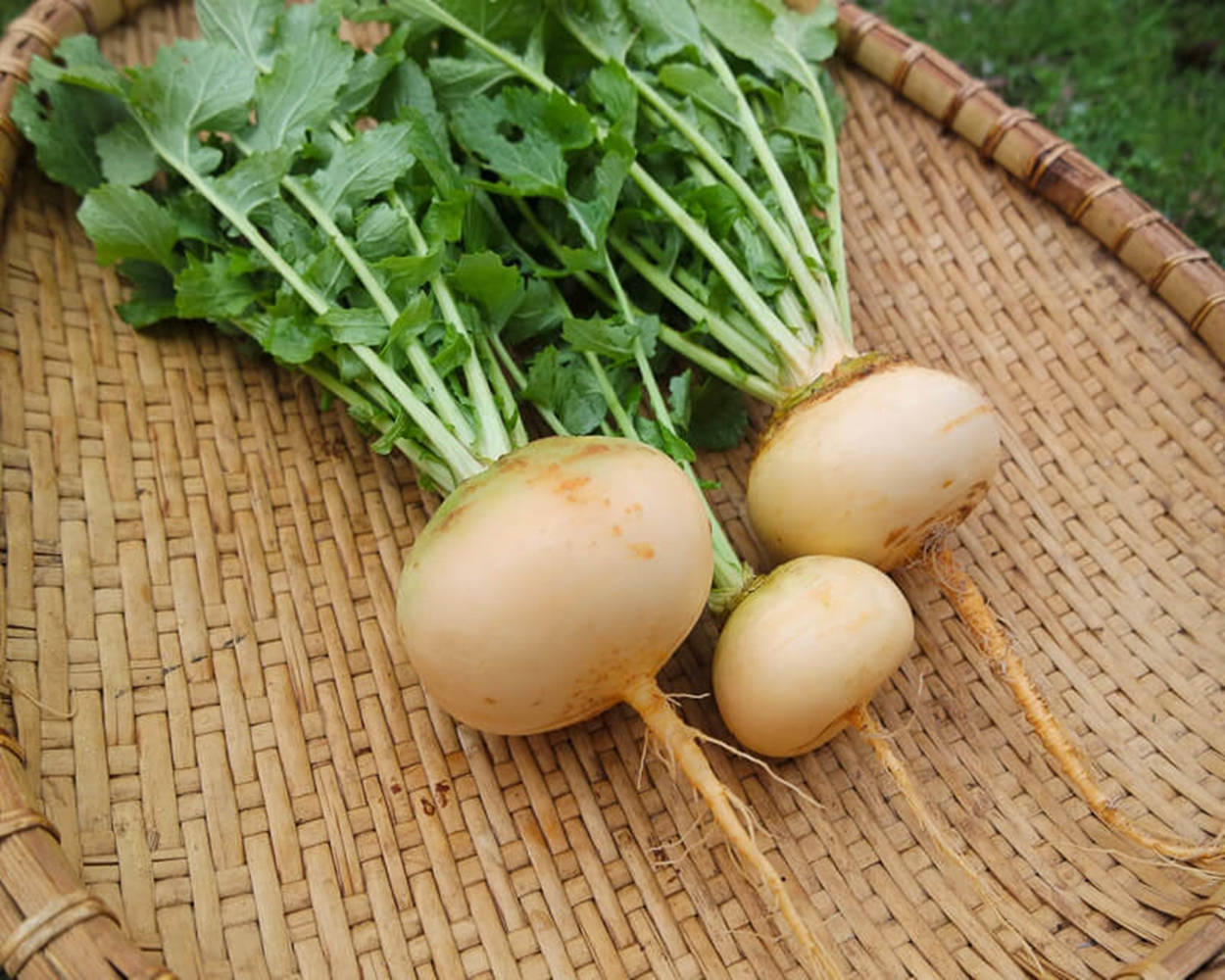 Healthy Food 桌布 壁紙 — 三條新鮮白蘿蔔連綠葉放在編織竹盤上。