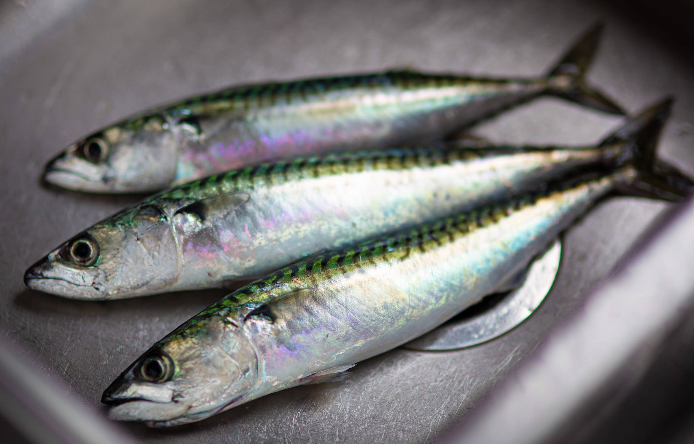 Cooking 桌布 壁紙 — 三條新鮮鯖魚帶有彩虹色鱗片，斜放在不鏽鋼水槽中。