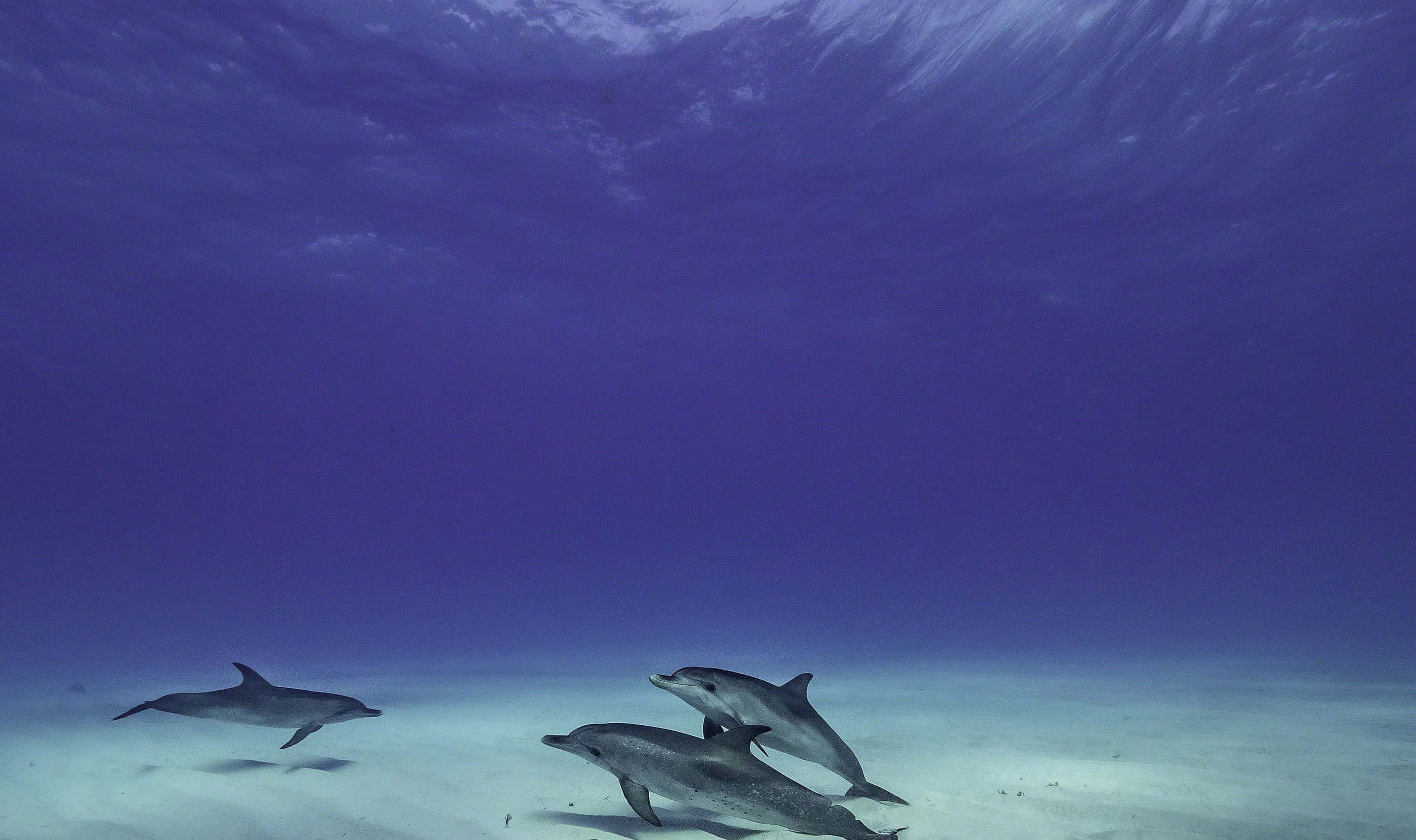 Cool Dolphin 桌布 壁紙 — 三條海豚在深藍色水面下，優雅地滑過陽光照耀的沙質海底。