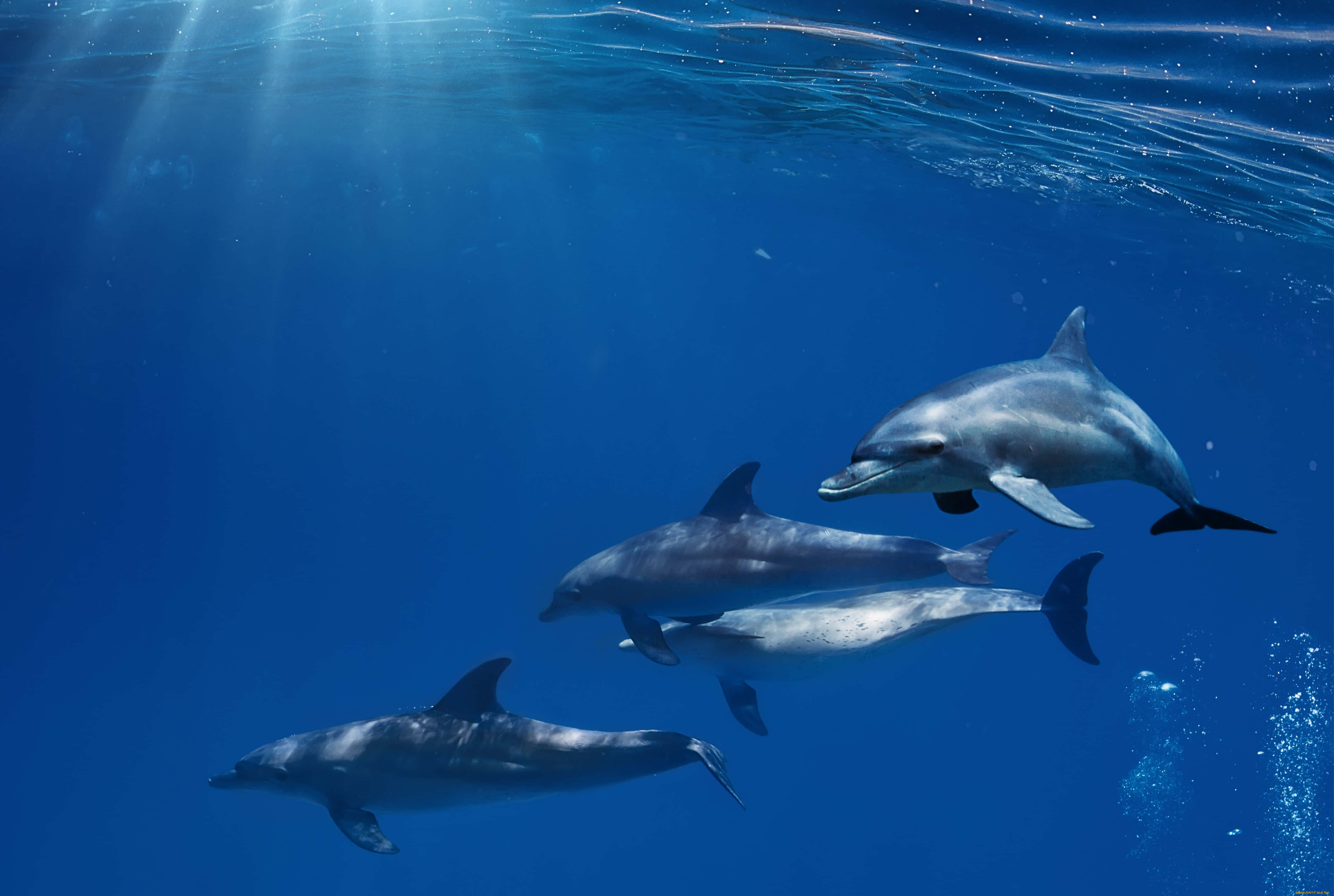 dolphins 桌布 壁紙 — 三條海豚在清澈湛藍的海水中優雅地滑行，陽光從上方灑落。