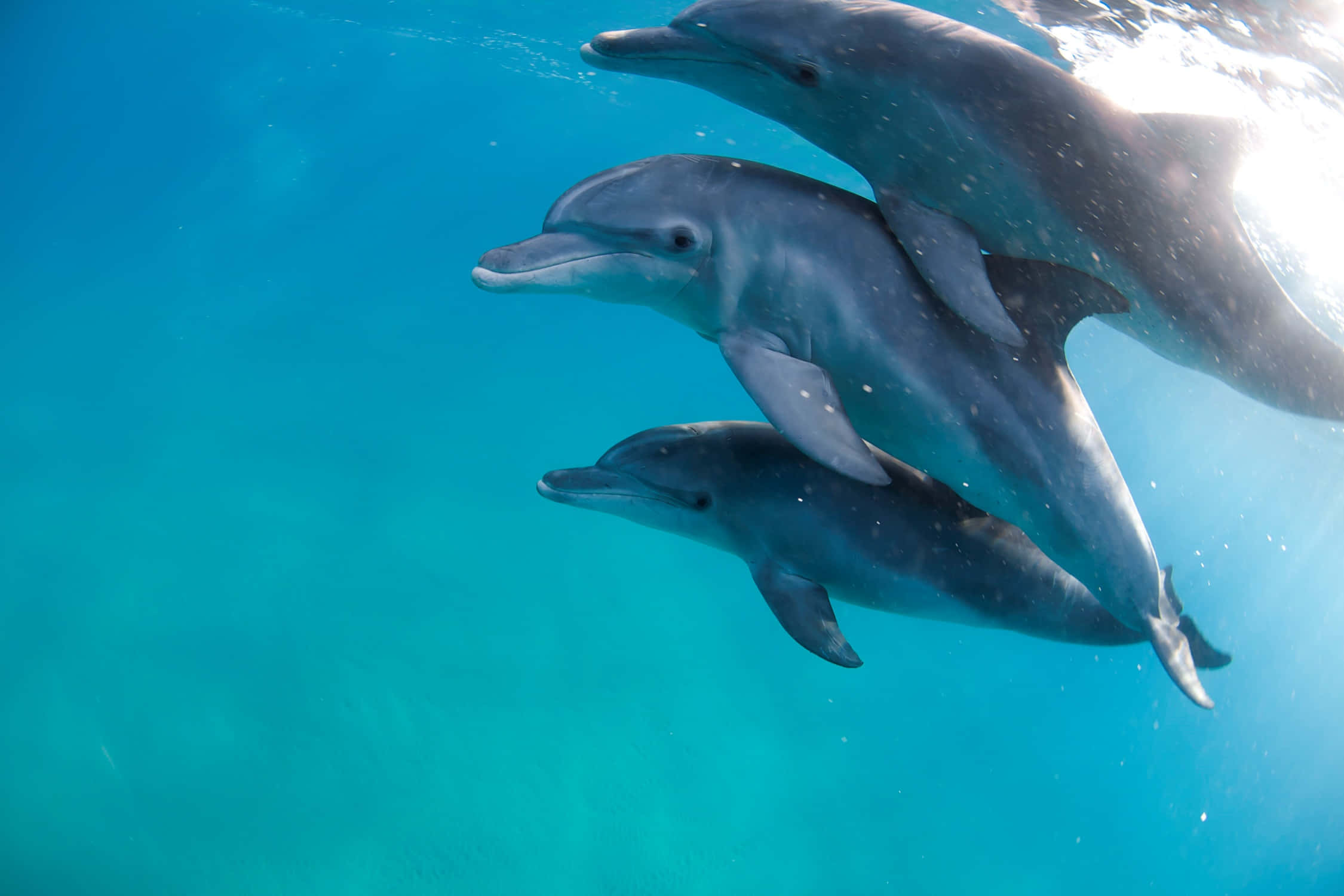 dolphins 桌布 壁紙 — 三條海豚在清澈碧綠的海水中優雅地滑行，陽光從上方穿透而下。