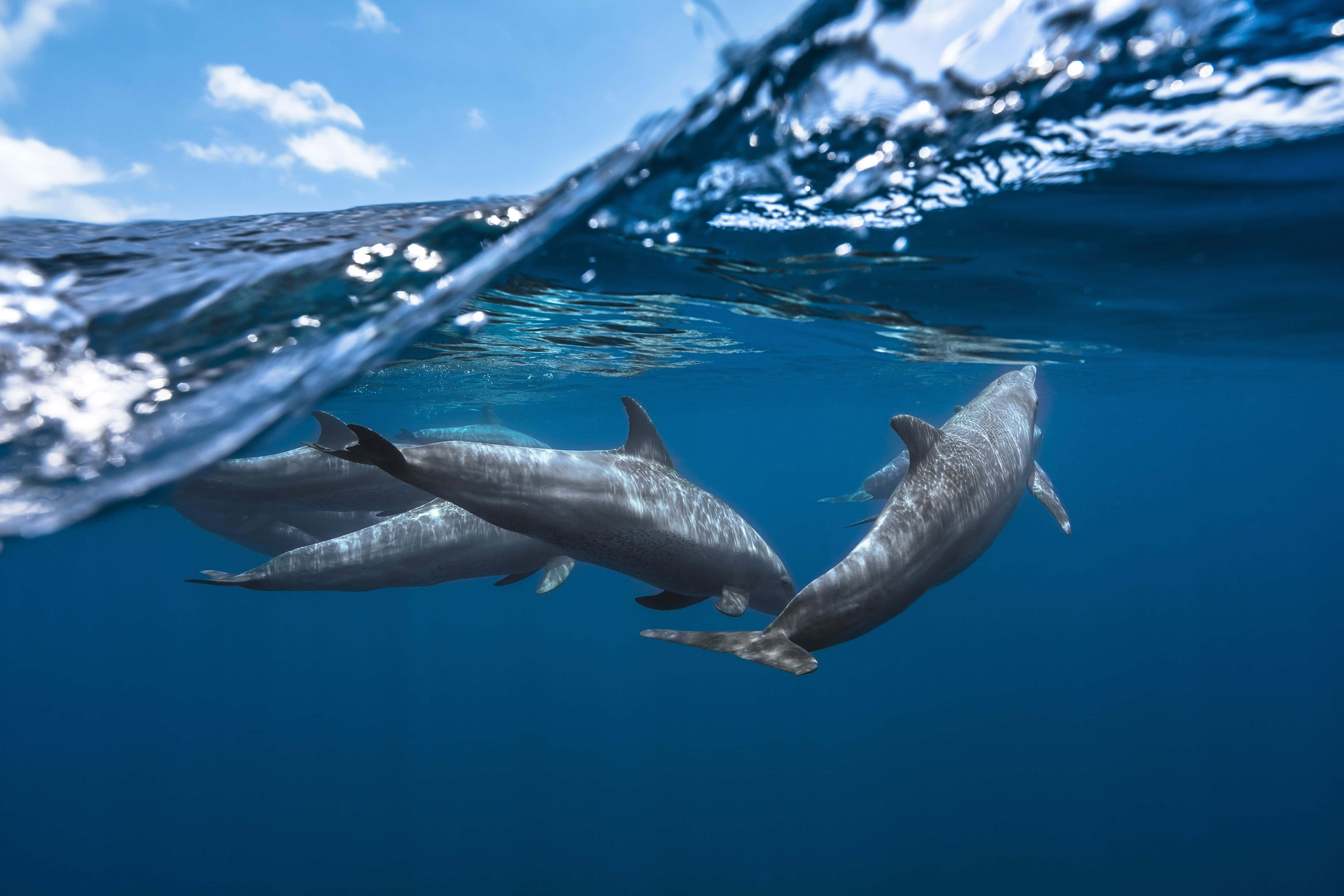dolphins 桌布 壁紙 — 三條海豚在陽光普照的海面下優雅地滑行，海面上有閃爍的波浪和藍天。