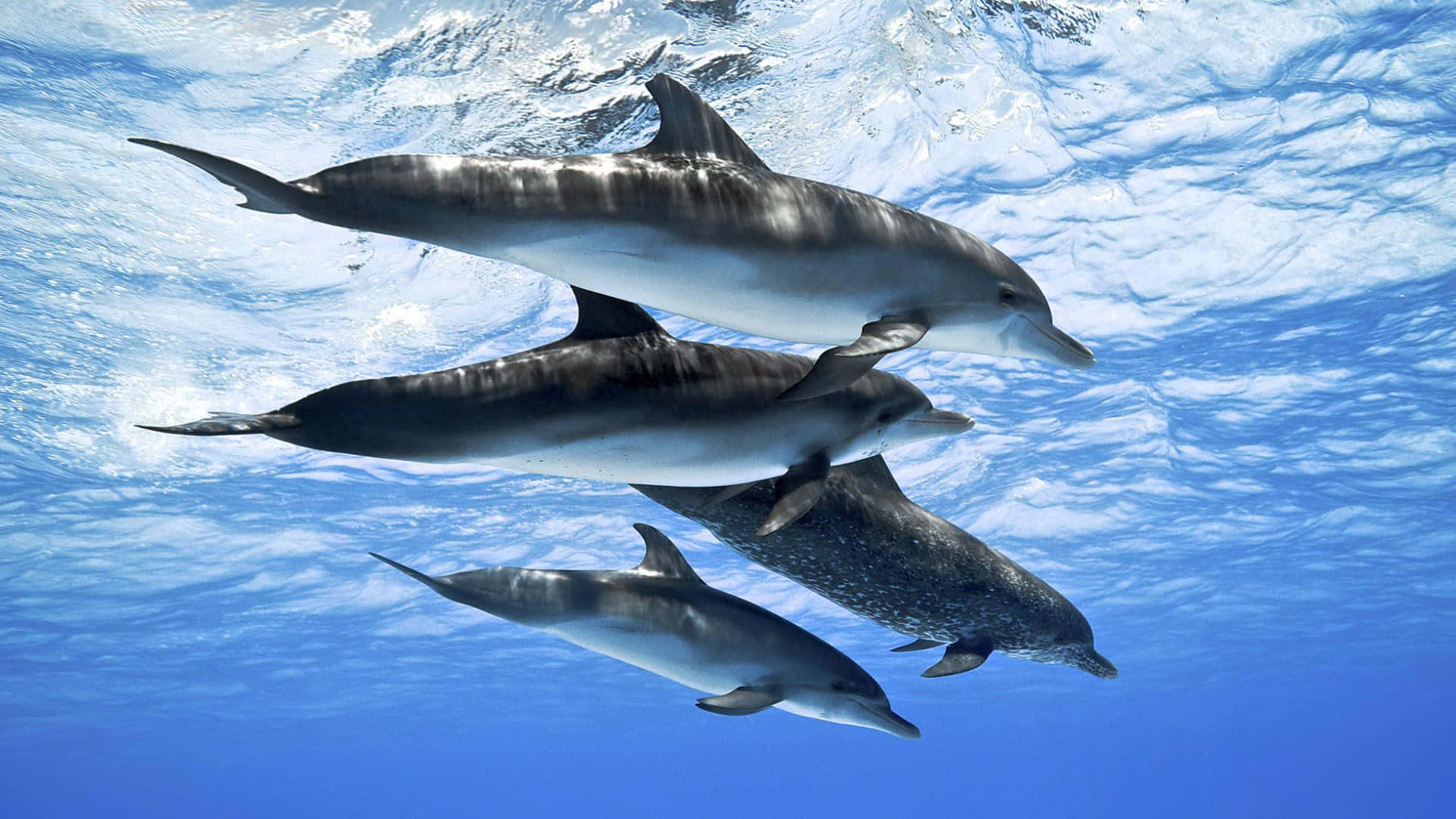 Cool Dolphin 桌布 壁紙 — 三條海豚在陽光照射下波光粼粼的清澈藍色海水中優雅地滑行。