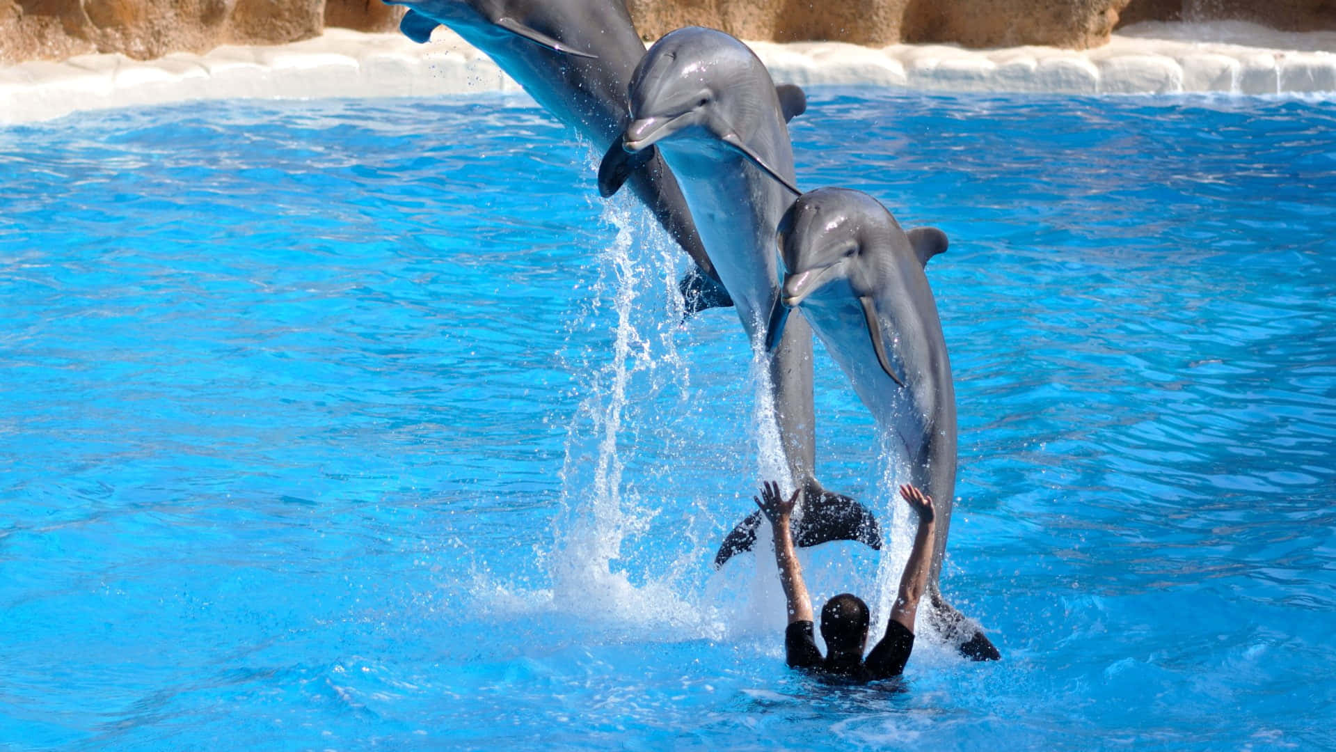 Cool Dolphin 桌布 壁紙 — 三條海豚從充滿活力的藍色水中優雅躍起，訓練員在陽光普照的水上表演中伸手迎接。