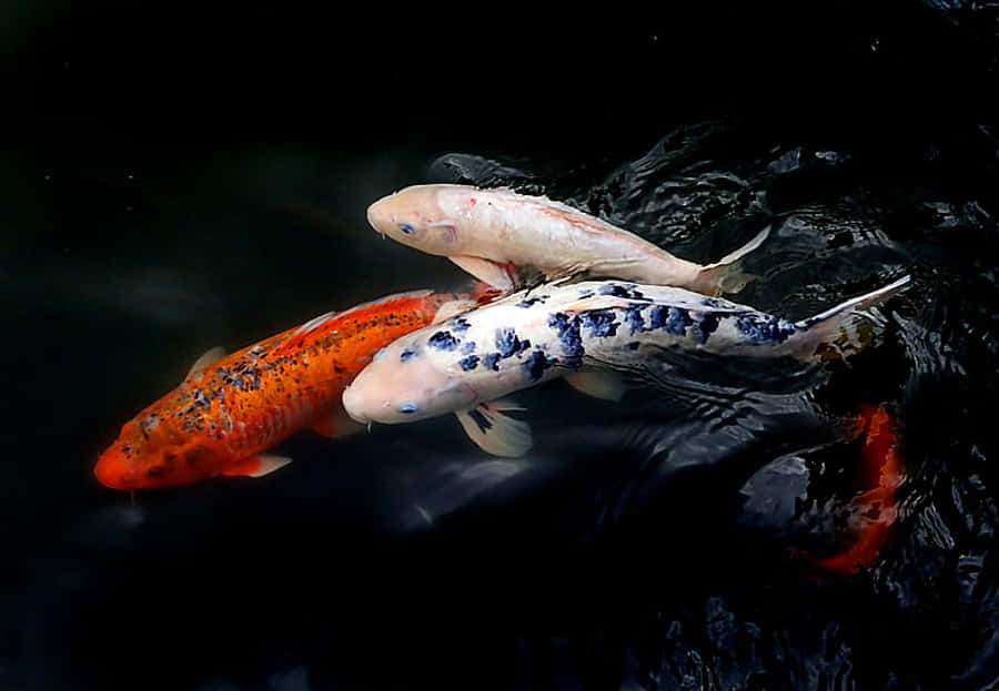 Live Koi Fish 桌布 壁紙 — 三條色彩繽紛的錦鯉在黑暗的水中優雅地滑行，漣漪反射出它們鮮豔的橙色、白色和黑色圖案。