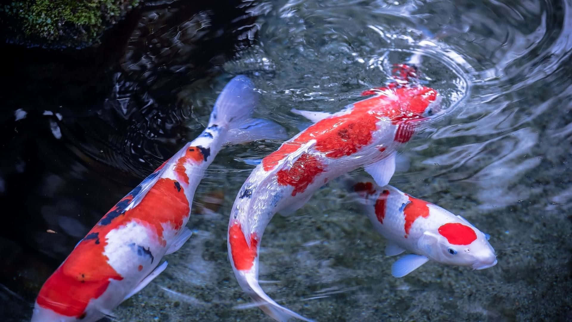 Fishes 桌布 壁紙 — 三條色彩鮮豔的錦鯉，帶有紅、白、黑圖案，在長滿苔蘚的石頭附近清澈蕩漾的池塘水中優雅地滑行。