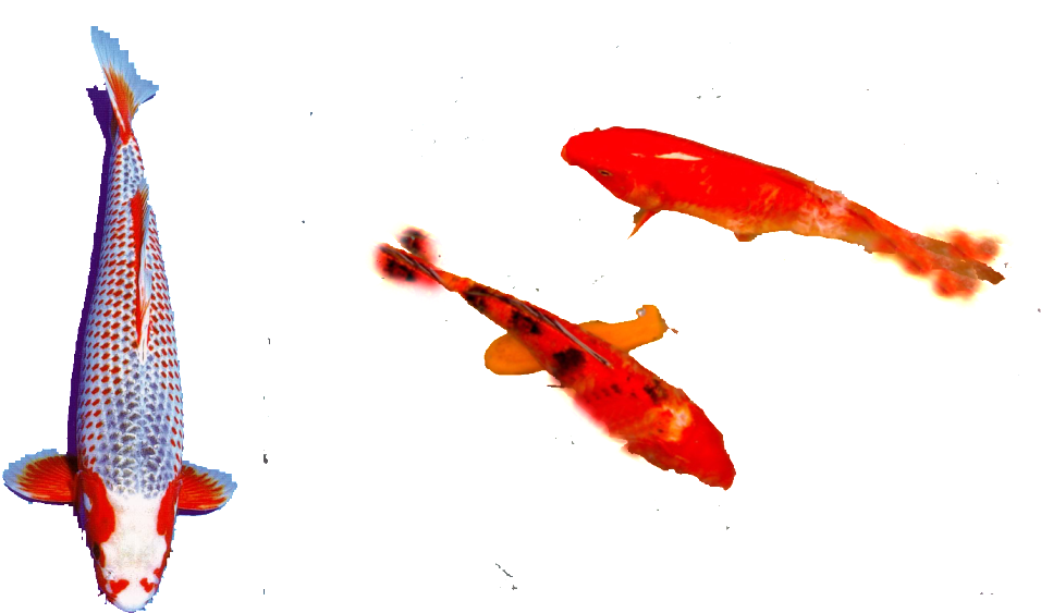Clip Art 桌布 壁紙 — 三條色彩鮮豔的錦鯉在帶有白色斑點的純黑背景上優雅地游動。