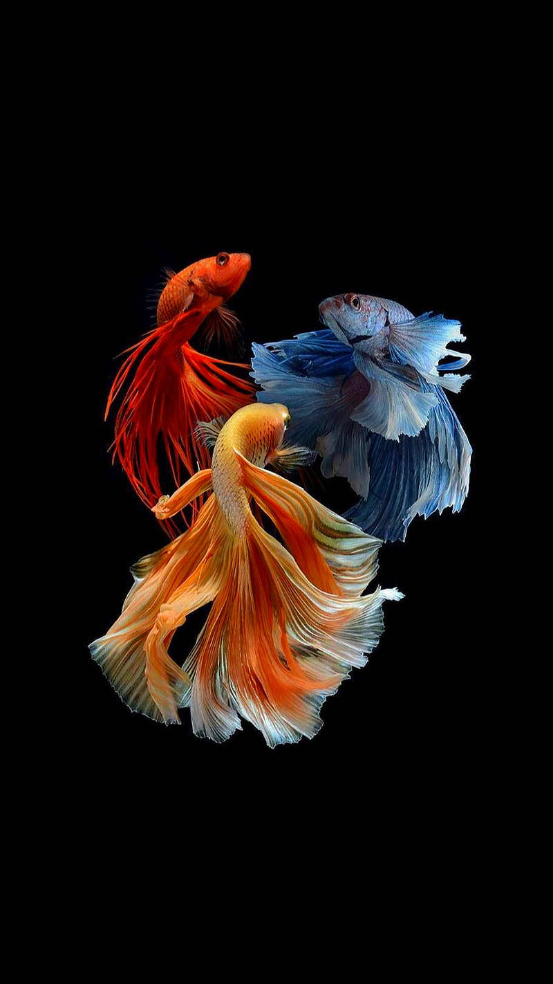 動物 桌布 壁紙 — 三條色彩鮮豔的鬥魚，魚鰭飄逸，在純黑背景下優雅游動。