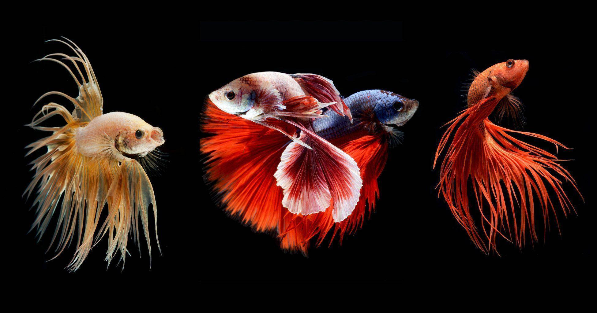 Betta Fish 桌布 壁紙 — 三條色彩鮮豔的鬥魚，魚鰭飄逸，在純黑色背景下優雅地游動。