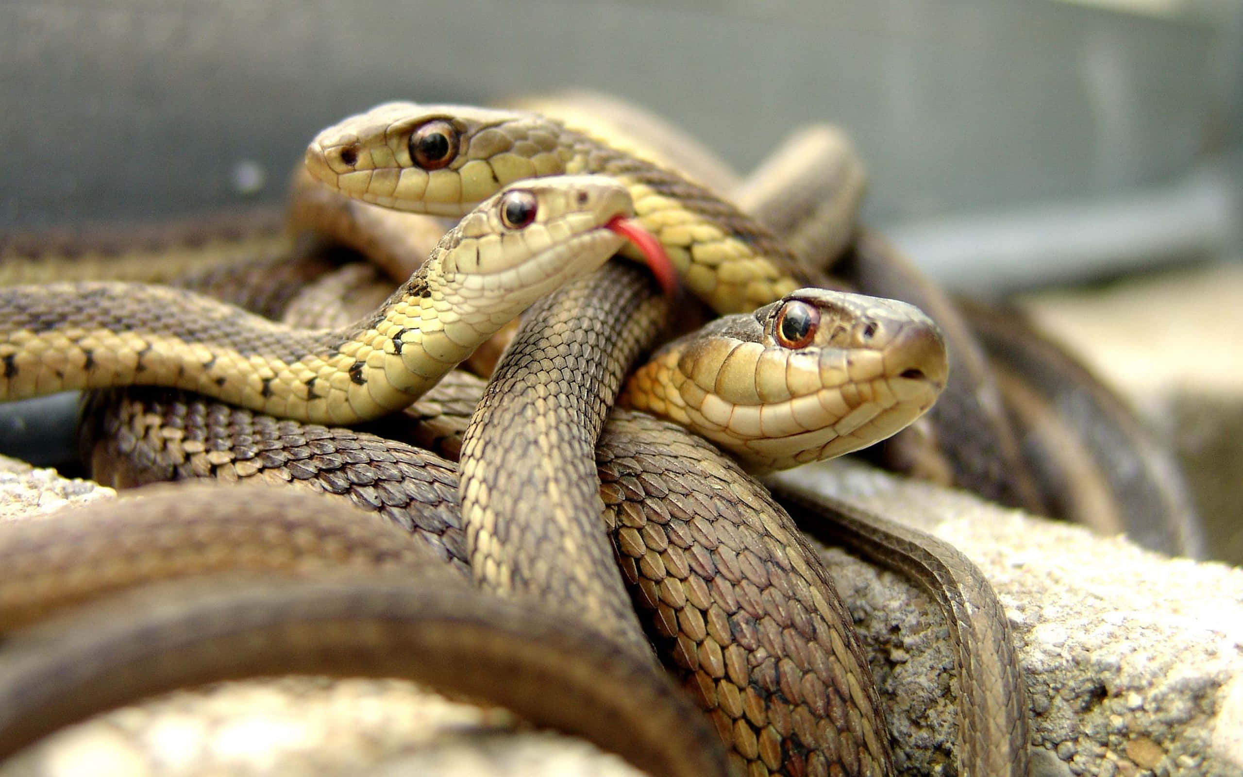 Brown Snake 桌布 壁紙 — 三條蛇纏繞在粗糙的石頭上，其中一條在特寫照片中伸出紅尖的舌頭。
