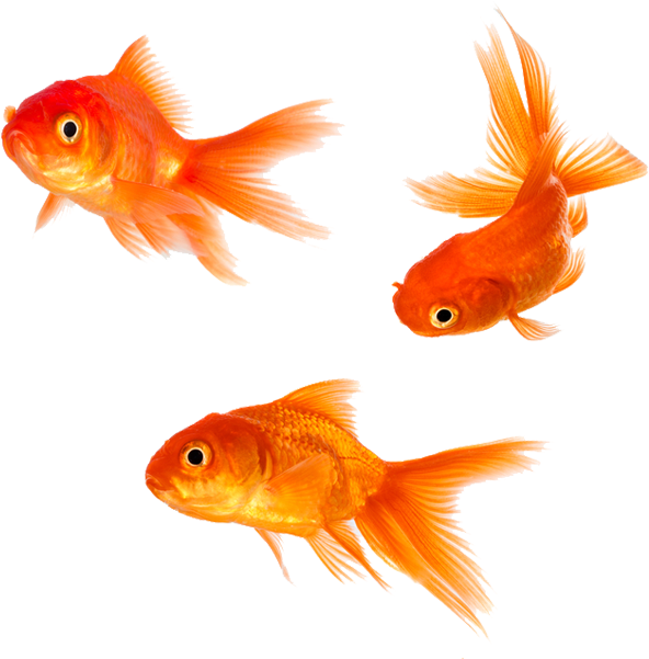 金魚 桌布 壁紙 — 三條鮮豔的橙色金魚，擁有流暢的魚鰭，在純黑色背景下優雅地游動。