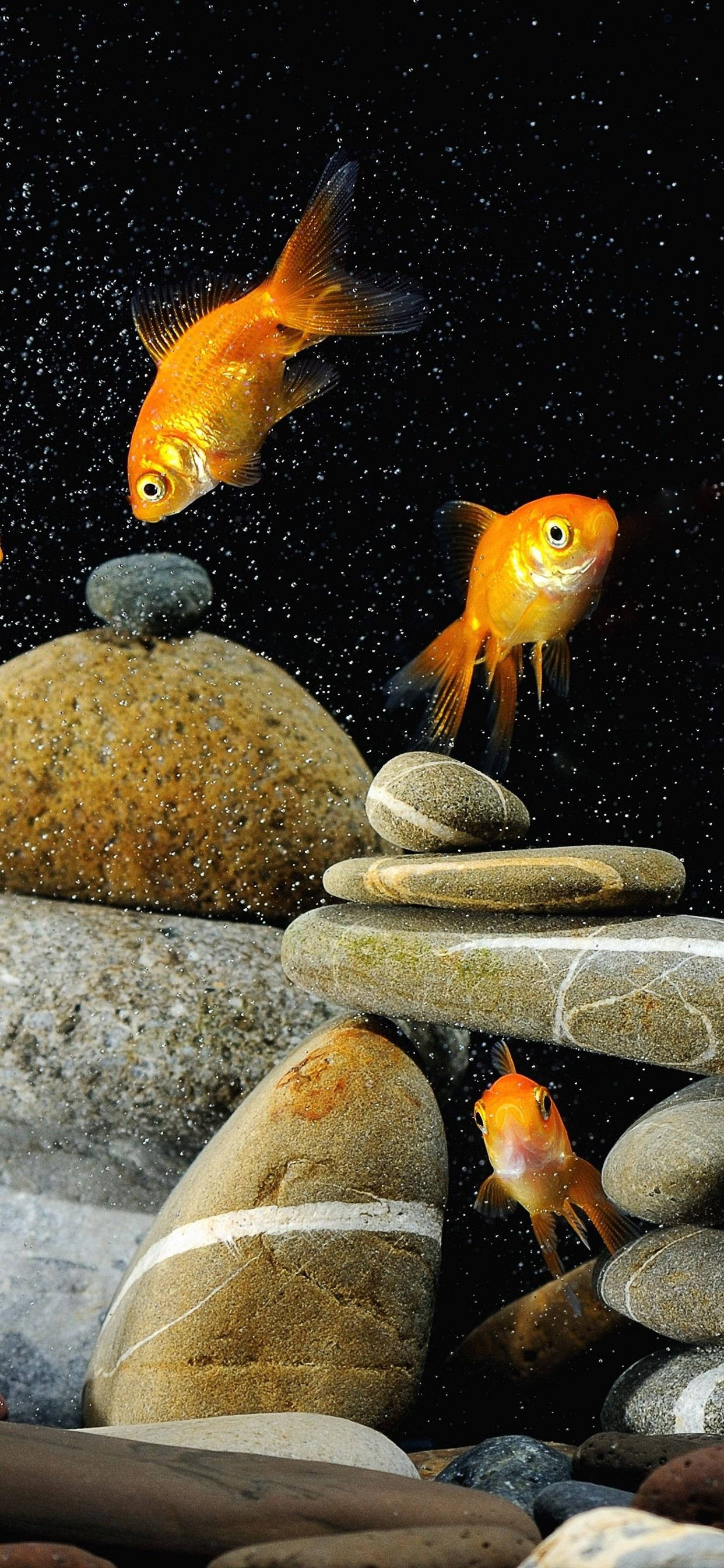 Goldfish 桌布 壁紙 — 三條鮮豔的橙色金魚優雅地游過堆疊的平滑河石，背景是深色斑點。