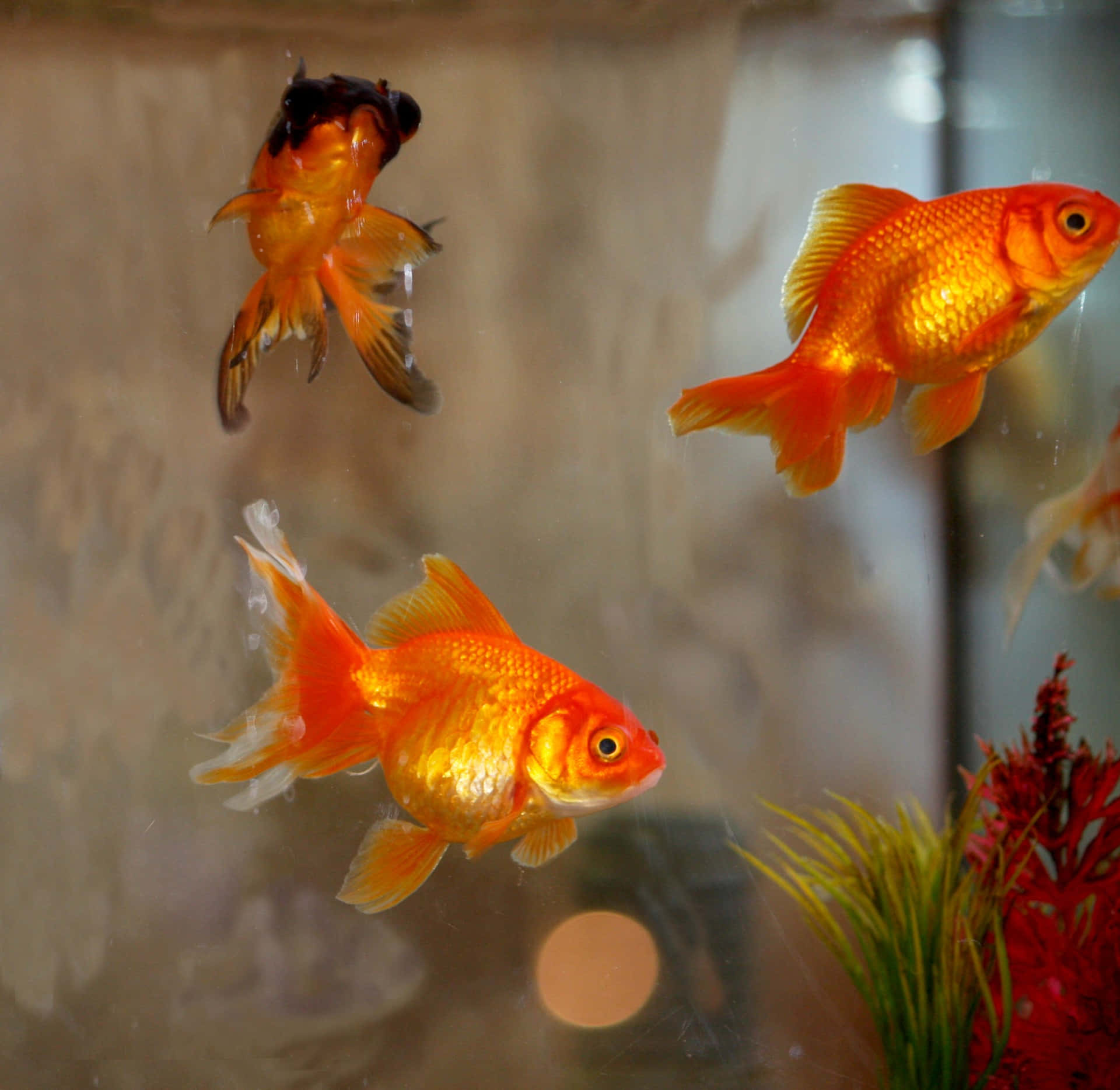 金魚 桌布 壁紙 — 三條鮮豔的橙色金魚在清澈的水族箱中優雅地游動，水族箱內有人造植物和柔和燈光。