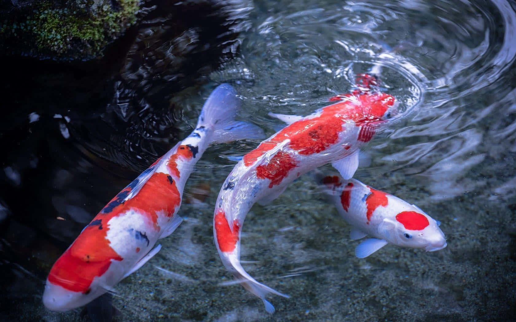 Koi Fish 桌布 壁紙 — 三條鮮豔的紅、白、黑錦鯉在清澈漣漪的池塘水中，靠近長滿苔蘚的石頭優雅地滑行。