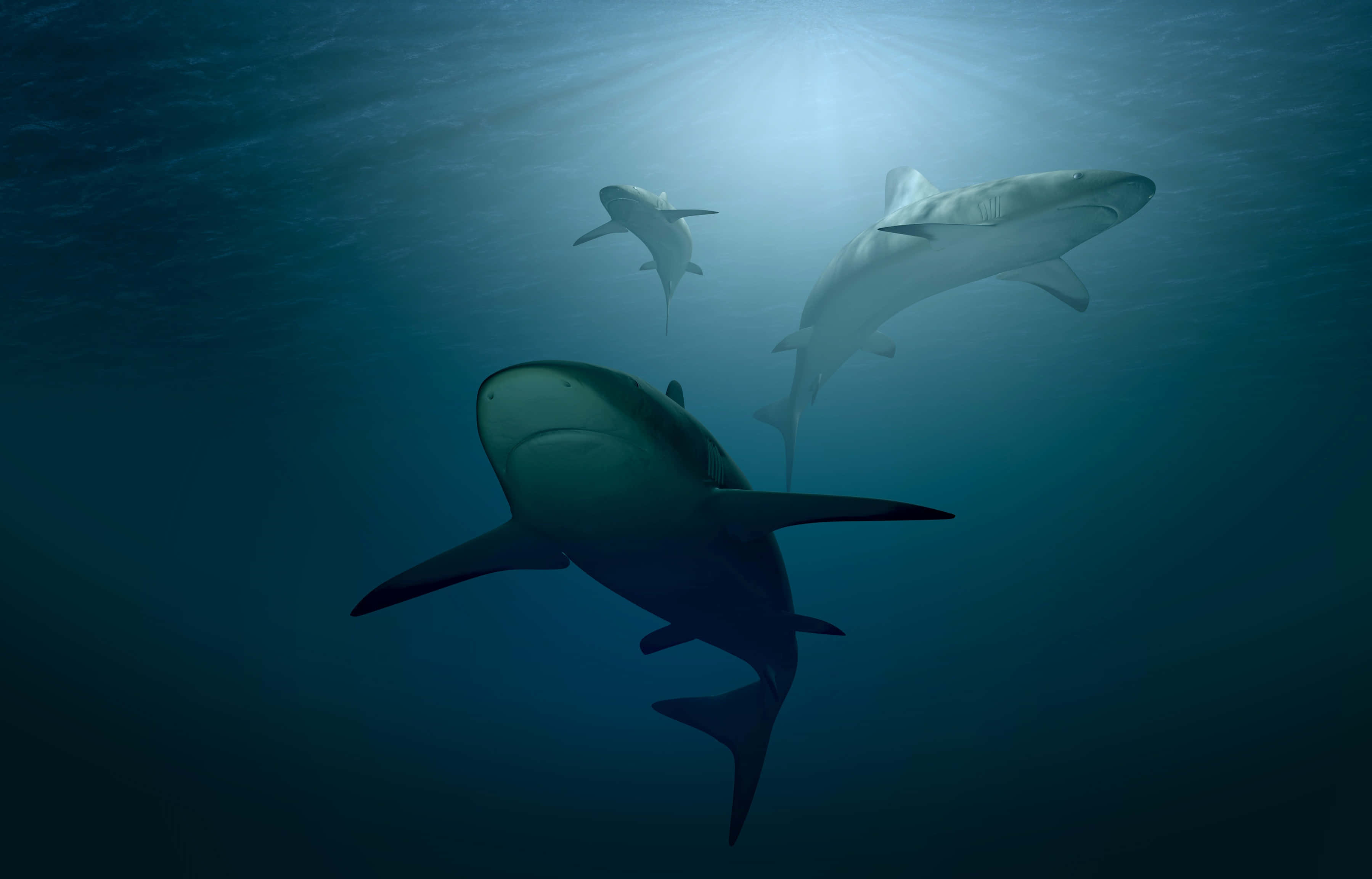 Underwater Ocean 桌布 壁紙 — 三條鯊魚在深藍色海洋中優雅地滑行，陽光從上方穿透而下。