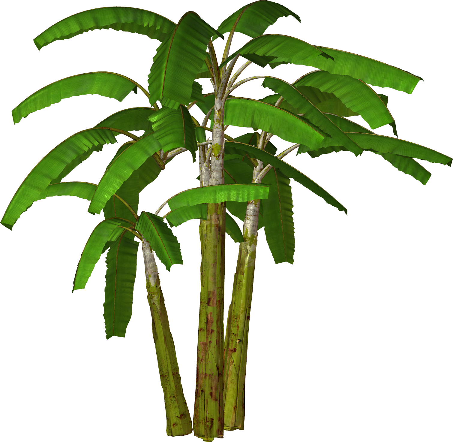 Banana Tree 桌布 壁紙 — 三棵充滿活力的綠色香蕉植物，葉子寬大，矗立在純黑色背景前。