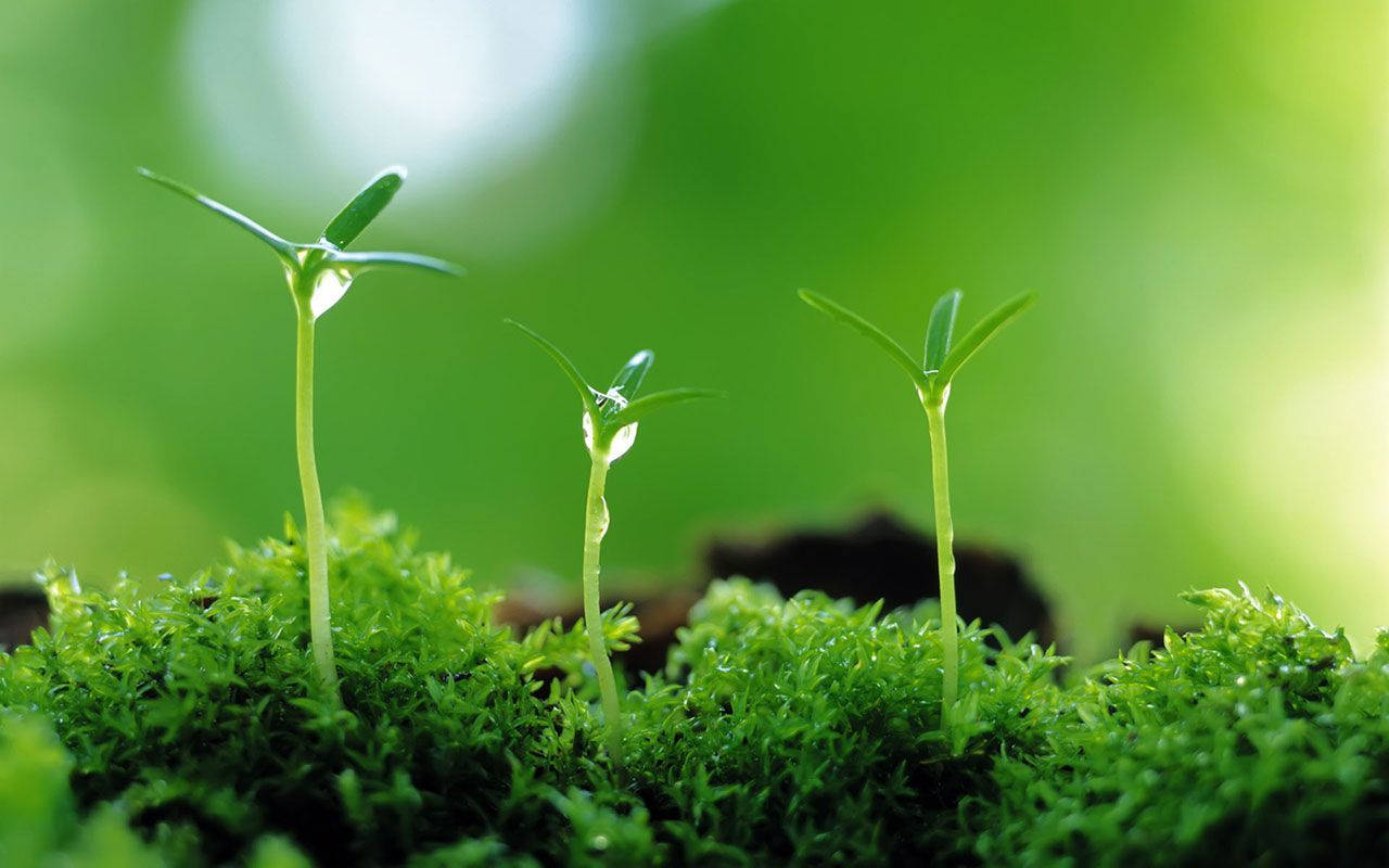 Plant 桌布 壁紙 — 三棵嫩綠的幼苗從充滿活力的苔蘚中冒出，在柔和自然光下，背景是模糊的綠色。