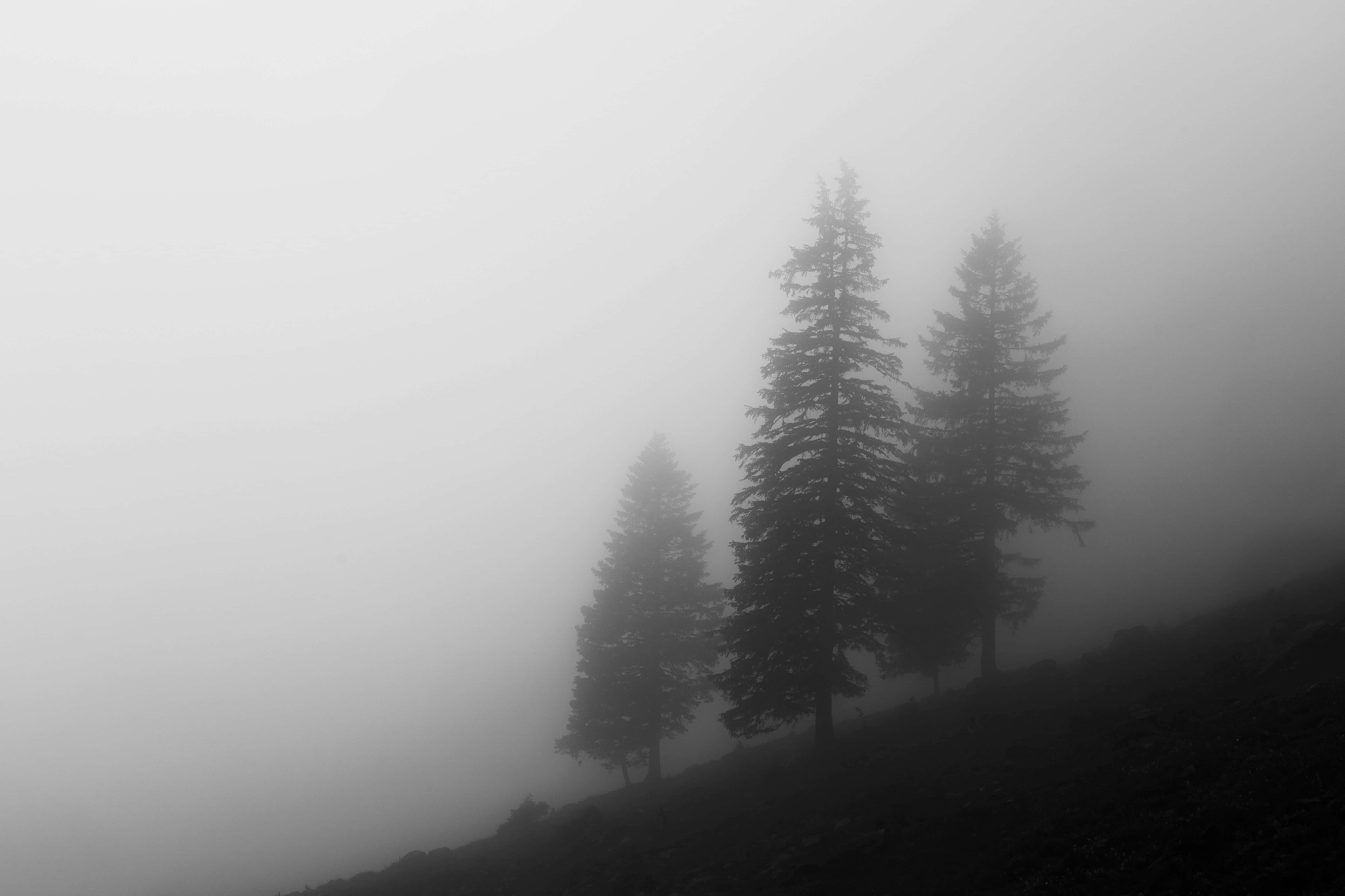Black And White Tree 桌布 壁紙 — 三棵松樹莊嚴地矗立在霧氣瀰漫的山坡上，它們的剪影從濃霧中浮現，形成一幅單色風景。